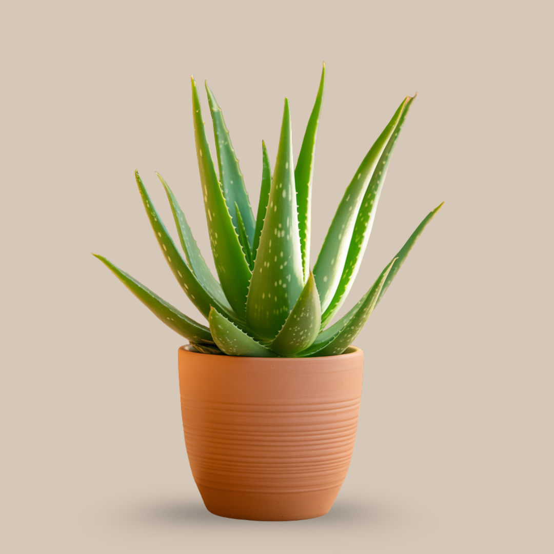 Aloe Vera – The Skin & Soul Soother