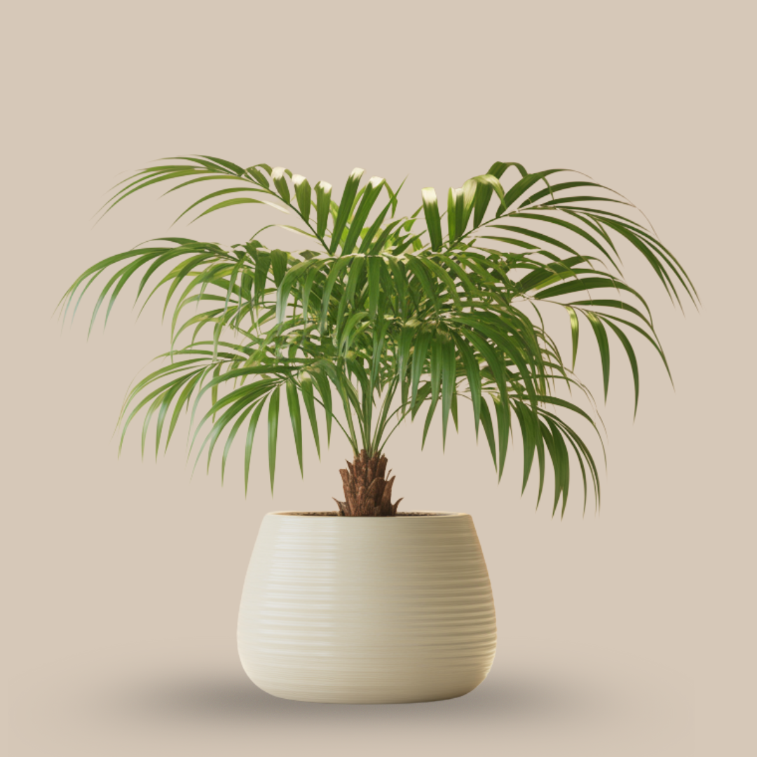 Areca Palm – Tropical Air Purifier