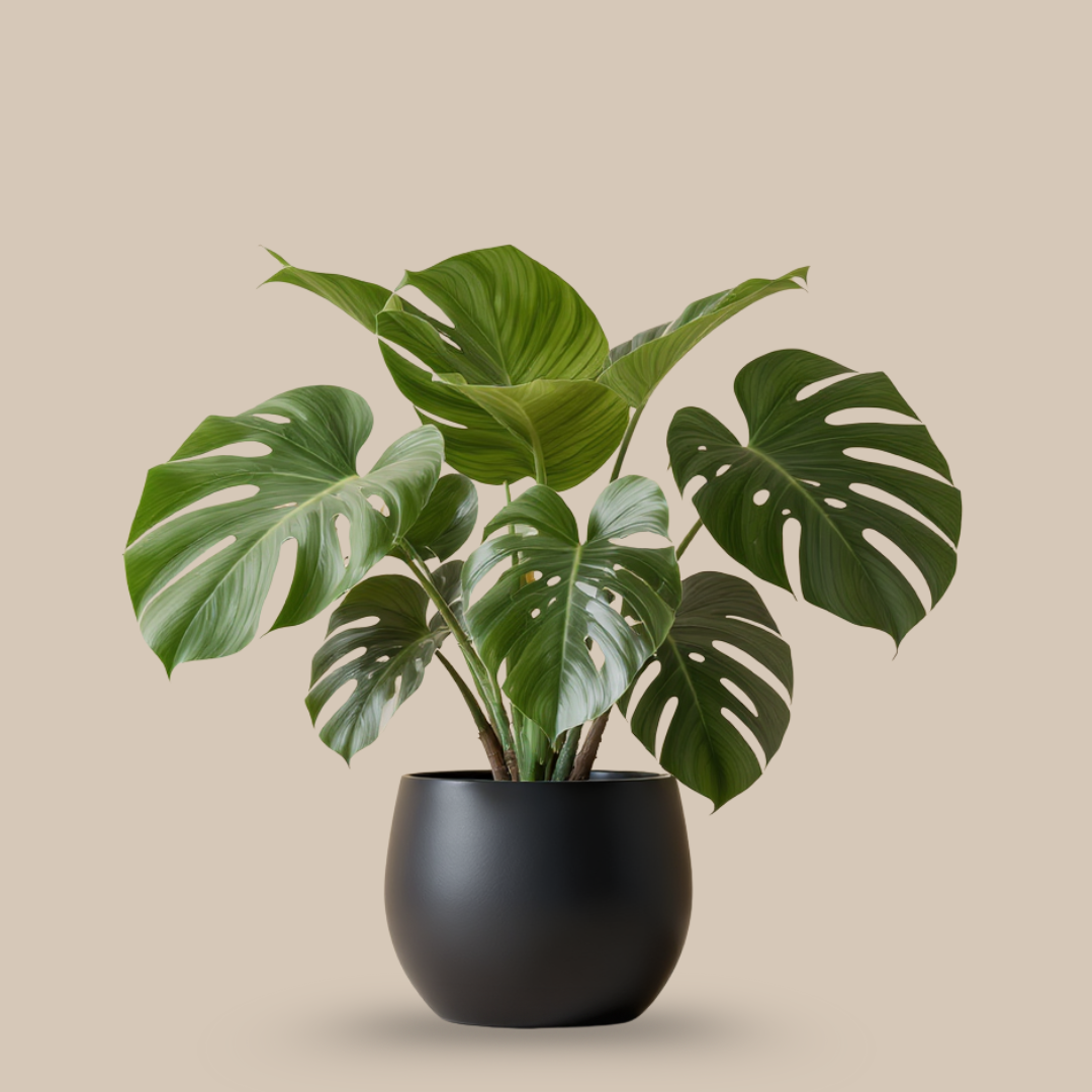Monstera Deliciosa – The Iconic Swiss Cheese Plant