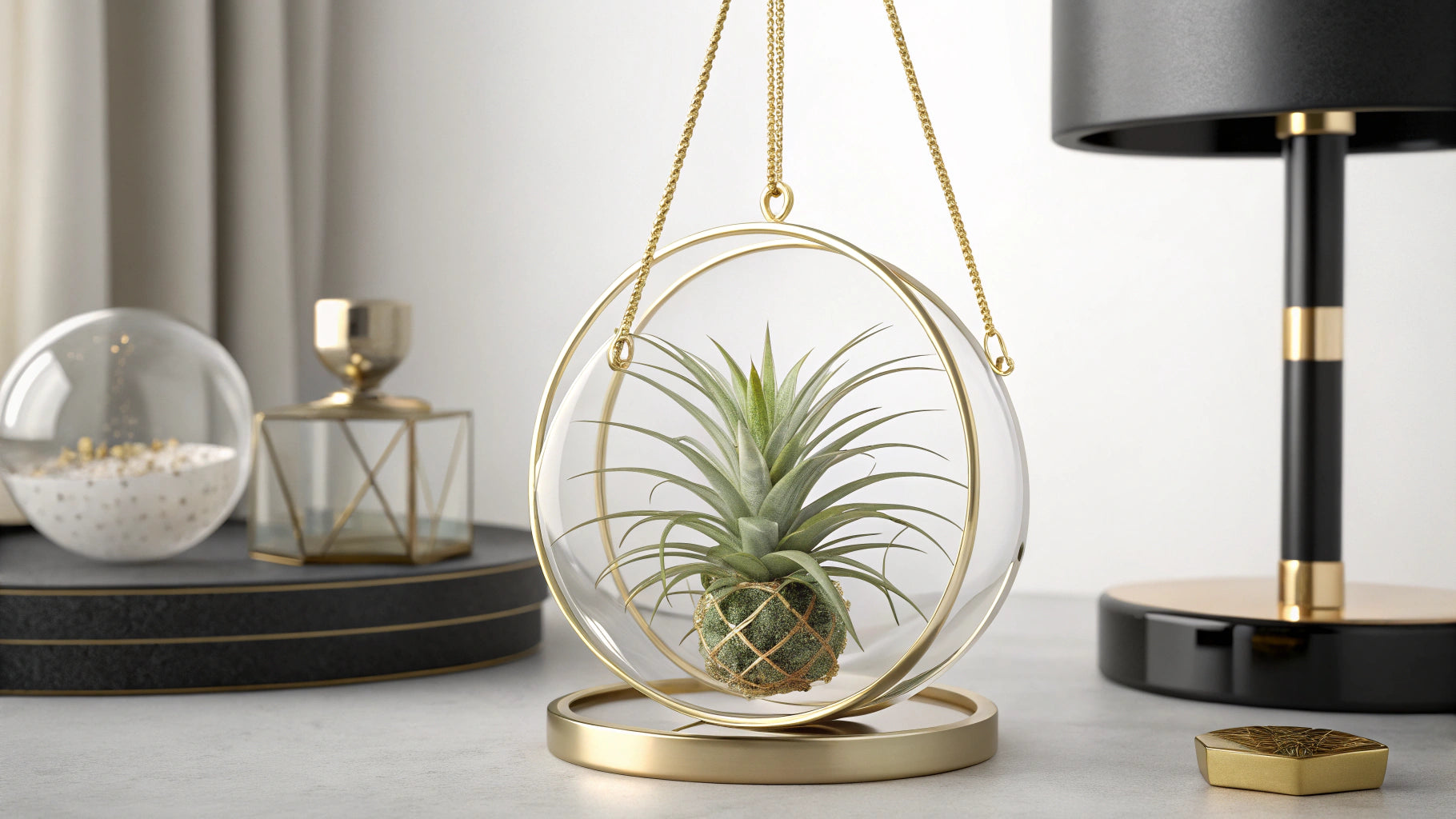 Air Plant (Tillandsia) – Soil-free and rebellious