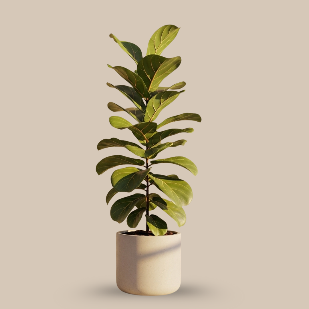 Fiddle Leaf Fig – The Instagram-Famous Plant of Balance & Boldness