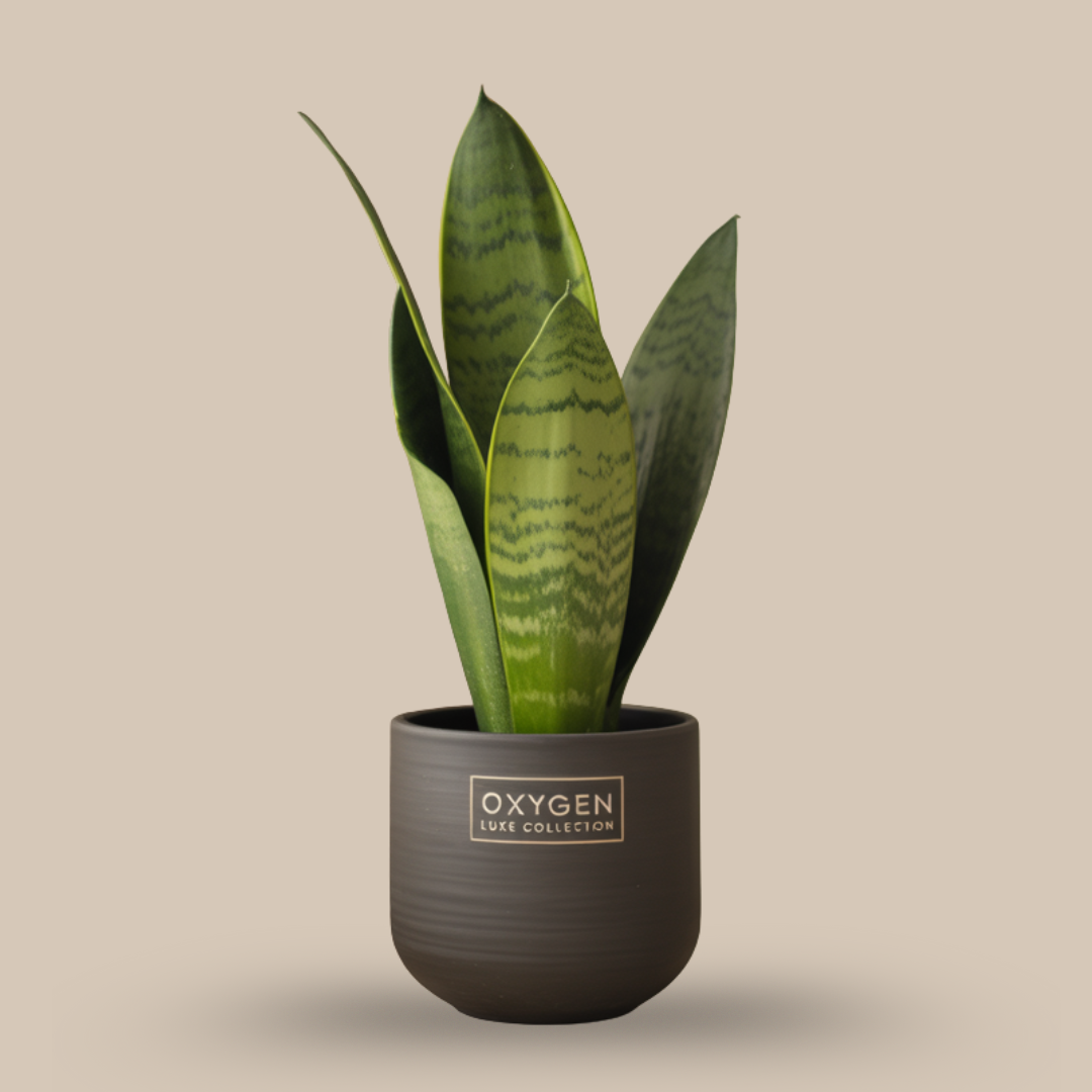 Snake Plant – Night-time Oxygen Powerhouse