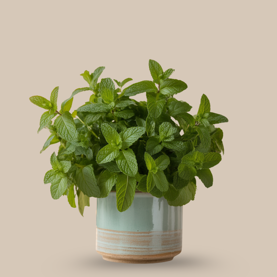 Mint (Pudina) – The Cooling Herb of Joy & Digestion