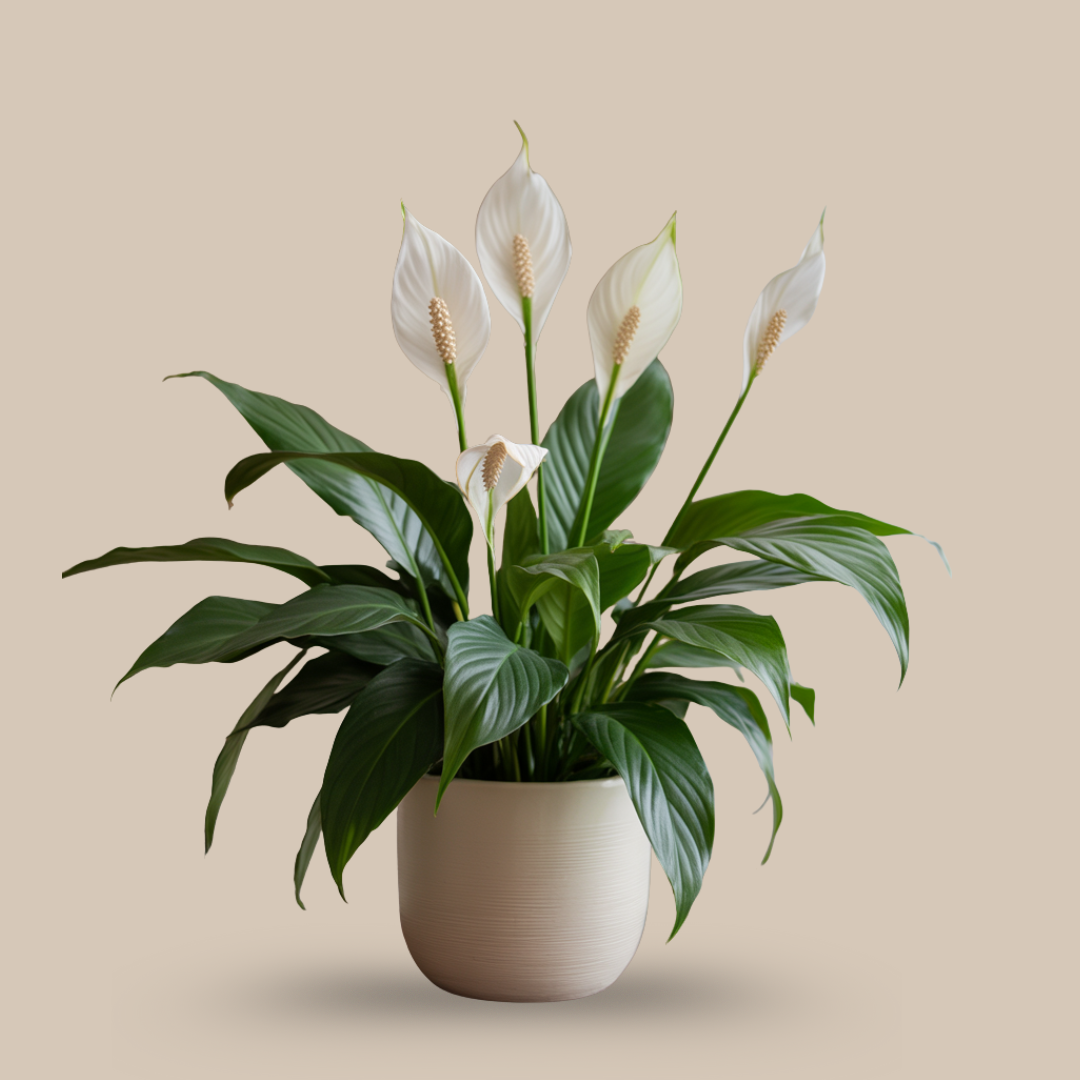 Peace Lily – The Elegant Detoxifier