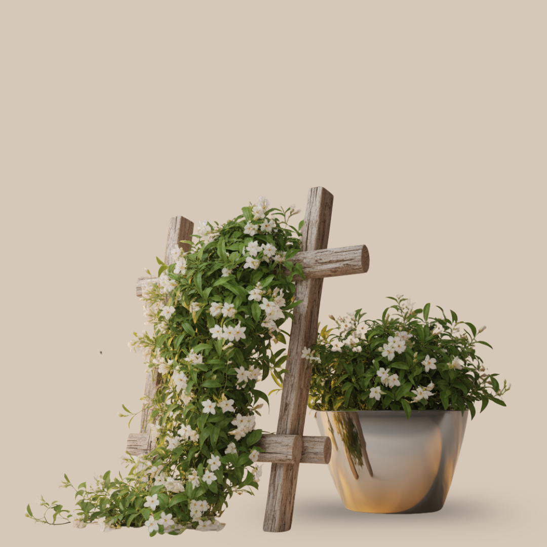 Chameli – The Eternal Scent of Sensual Grace
