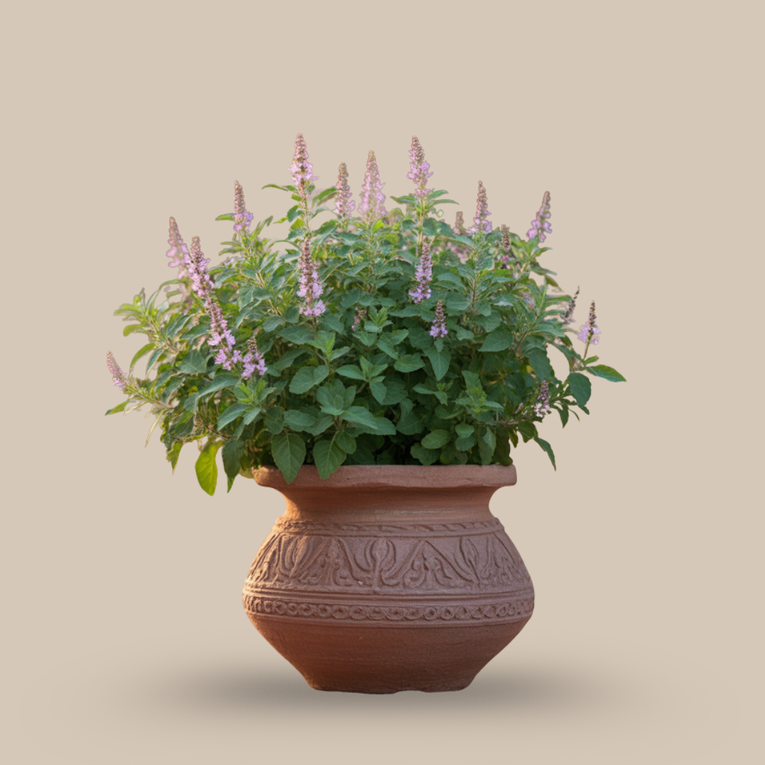 Tulsi – The Sacred Healer of Every Home