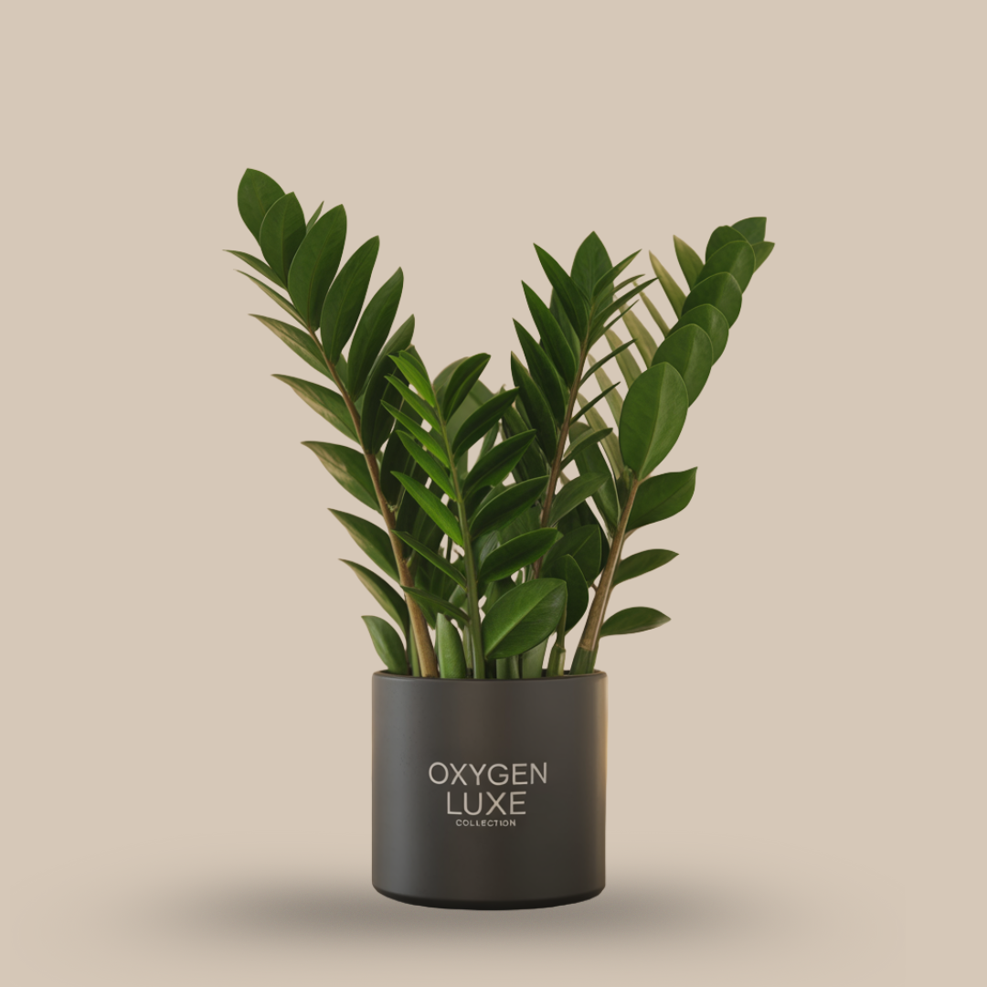 ZZ Plant – The Indestructible Oxygen Hero