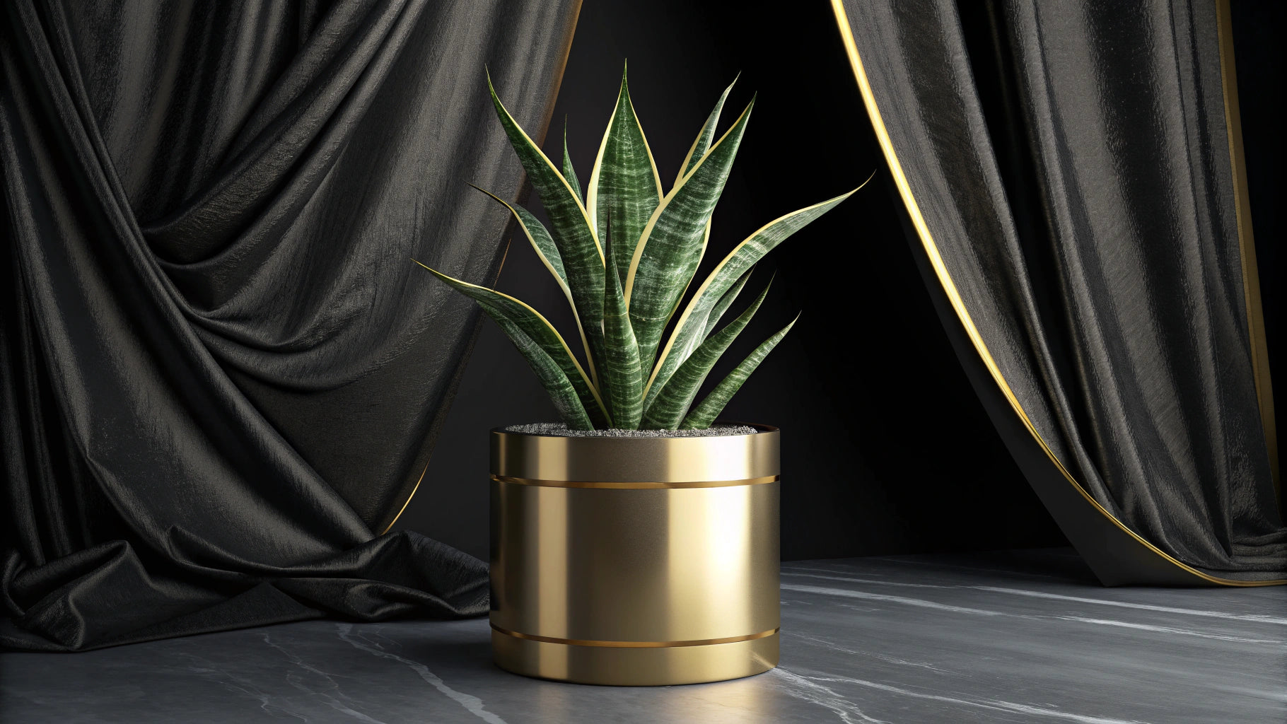 Sansevieria ‘Silver’ – Neat lines, strong energy