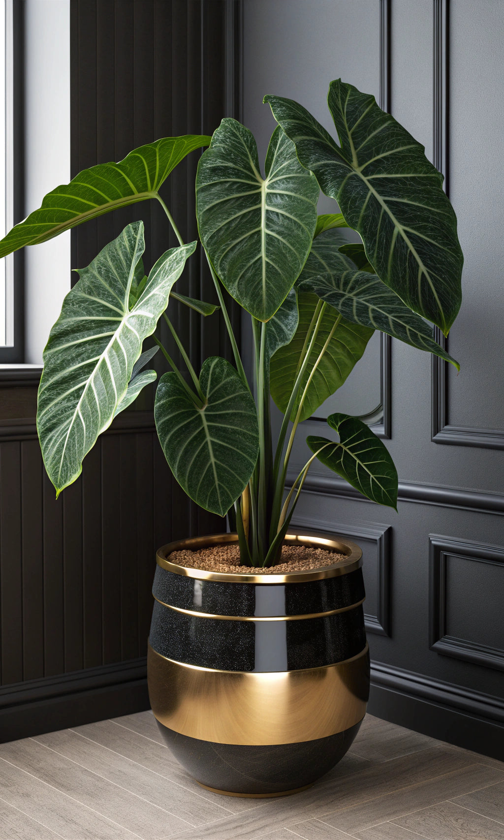 Alocasia Plant – Adaptive to change