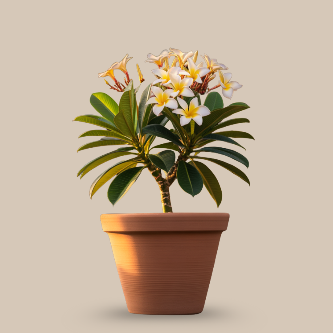 Champa – The Temple Flower