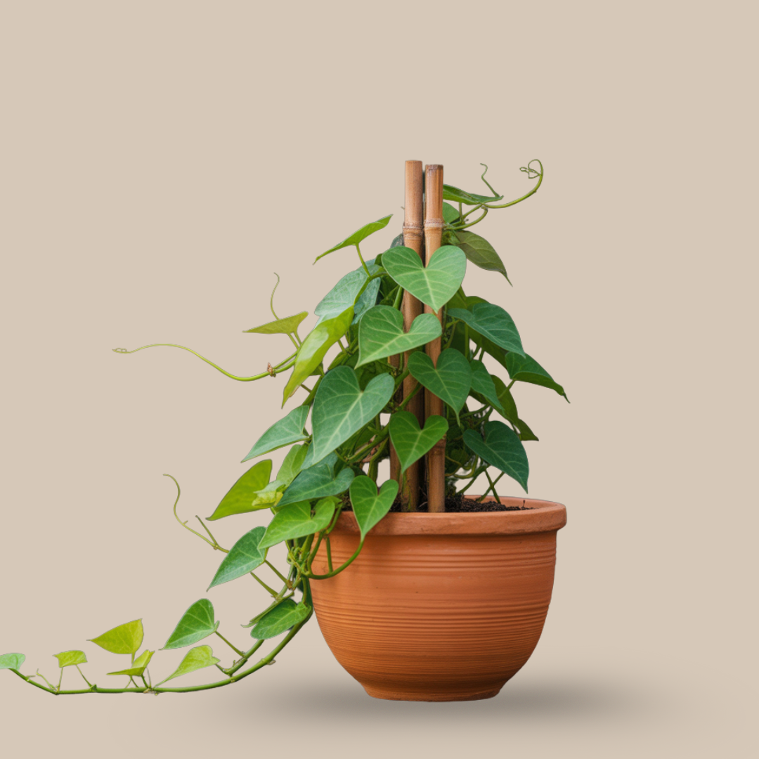 Giloy (Amritballi) – The Immunity Vine of Life