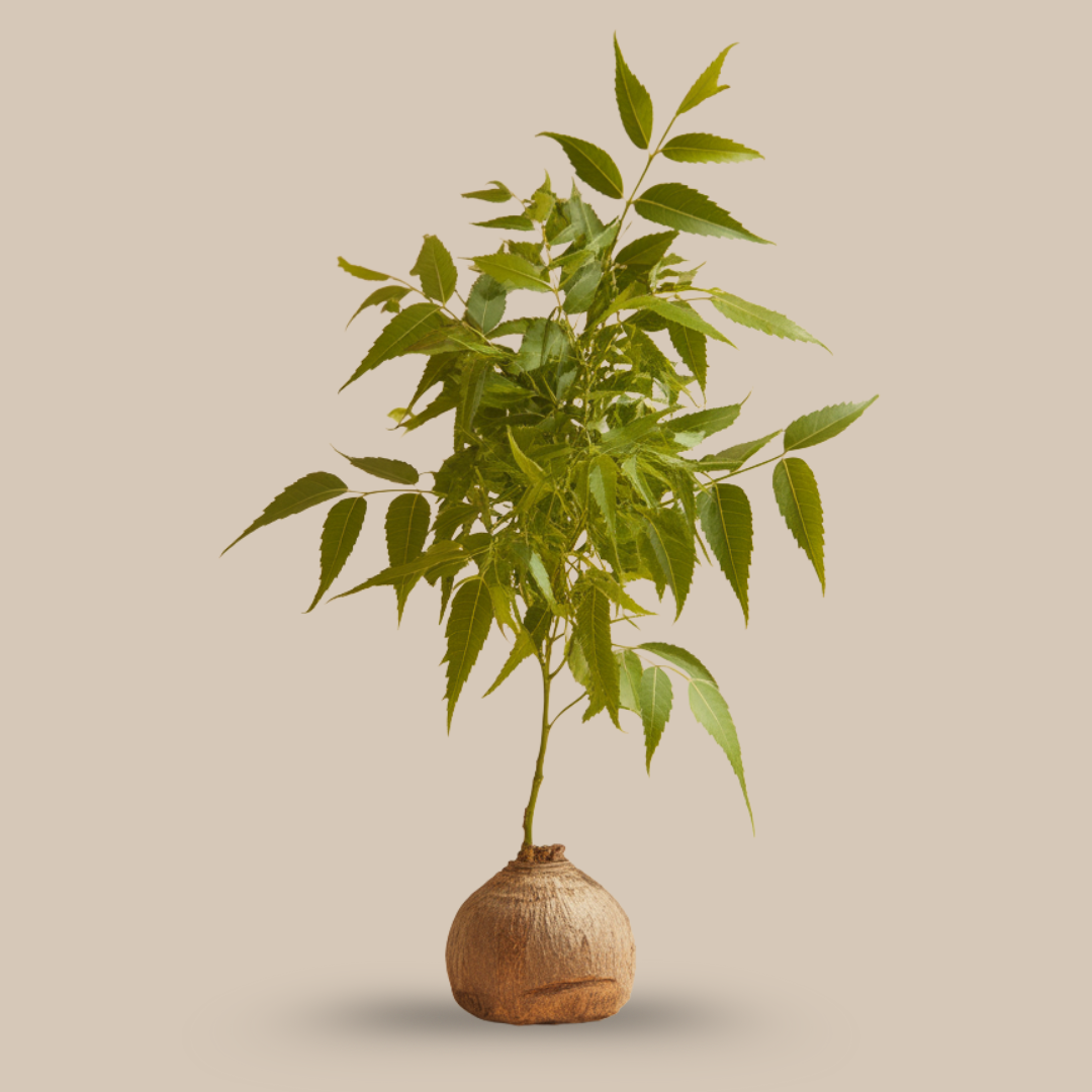 Neem – The Sacred Purifier of Skin, Space & Soul