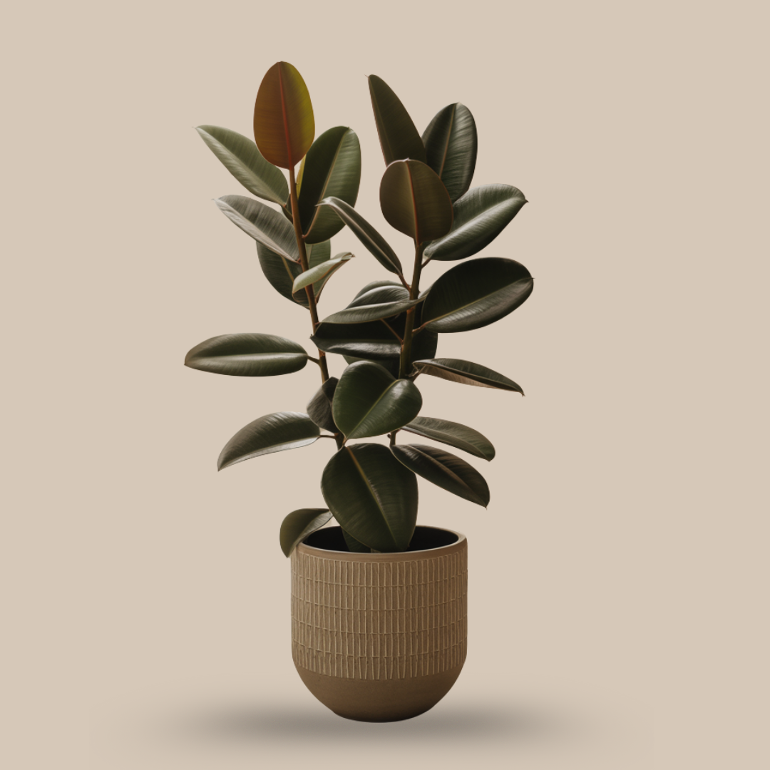 Rubber Plant – The Bold Statement Air-Purifier