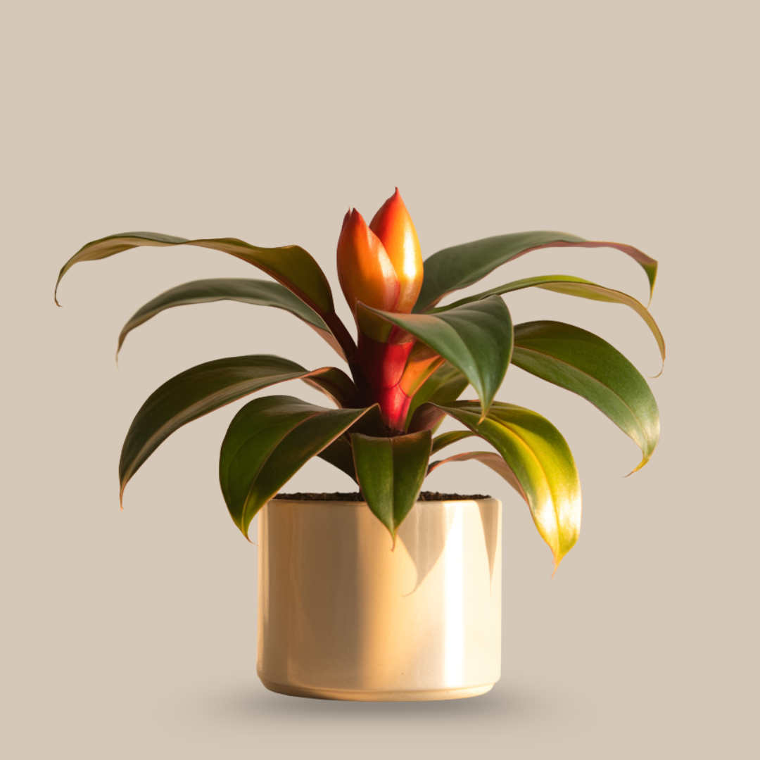 Insulin Plant (Costus Igneus) – The Natural Sugar Balancer