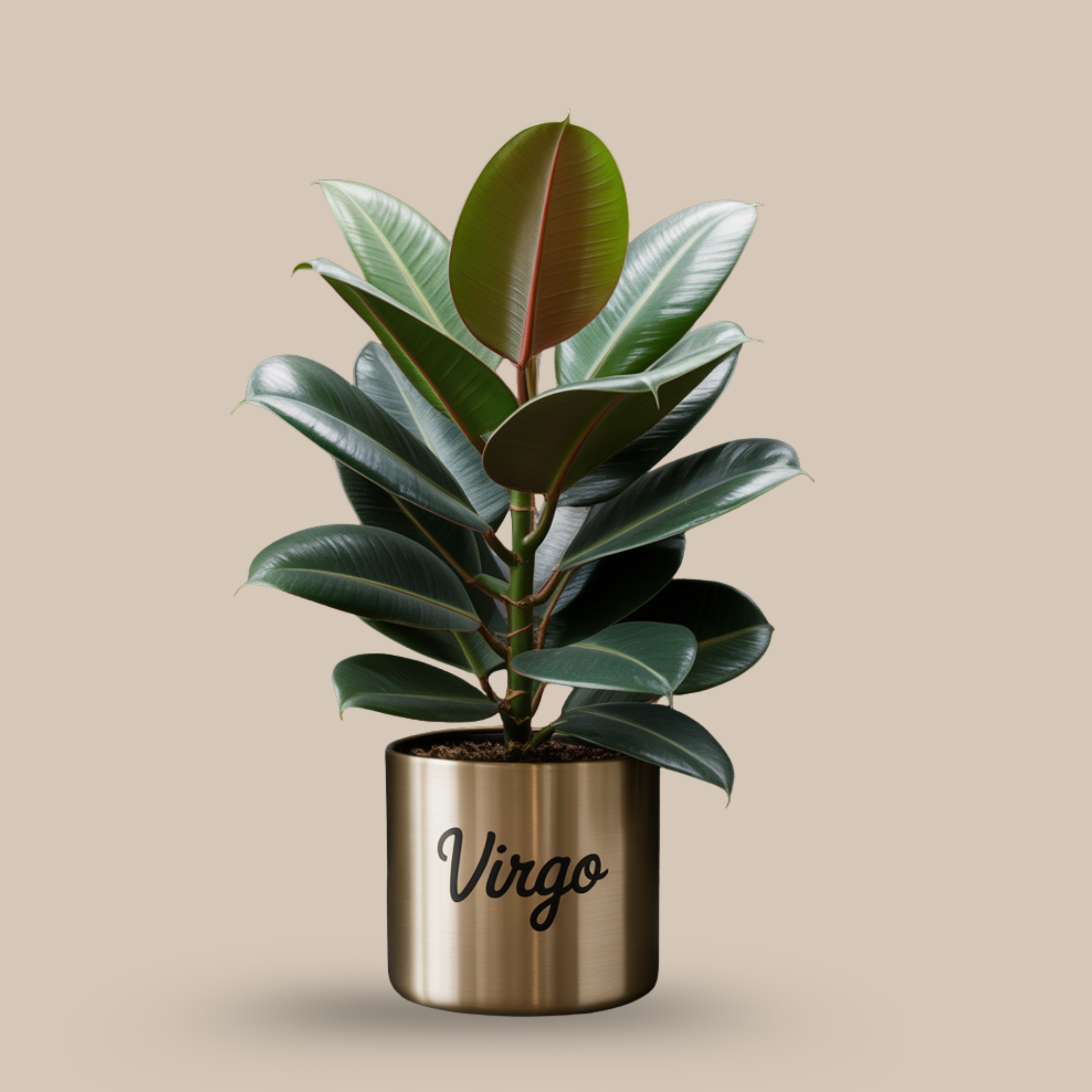 Snake Plant – Air-purifying perfection