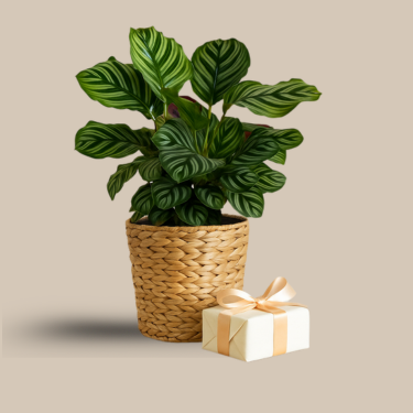 Gifting