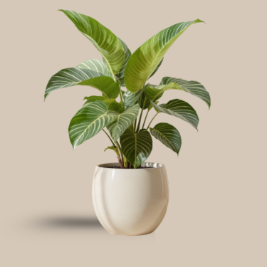 Rare & Exotic Plant 🪴