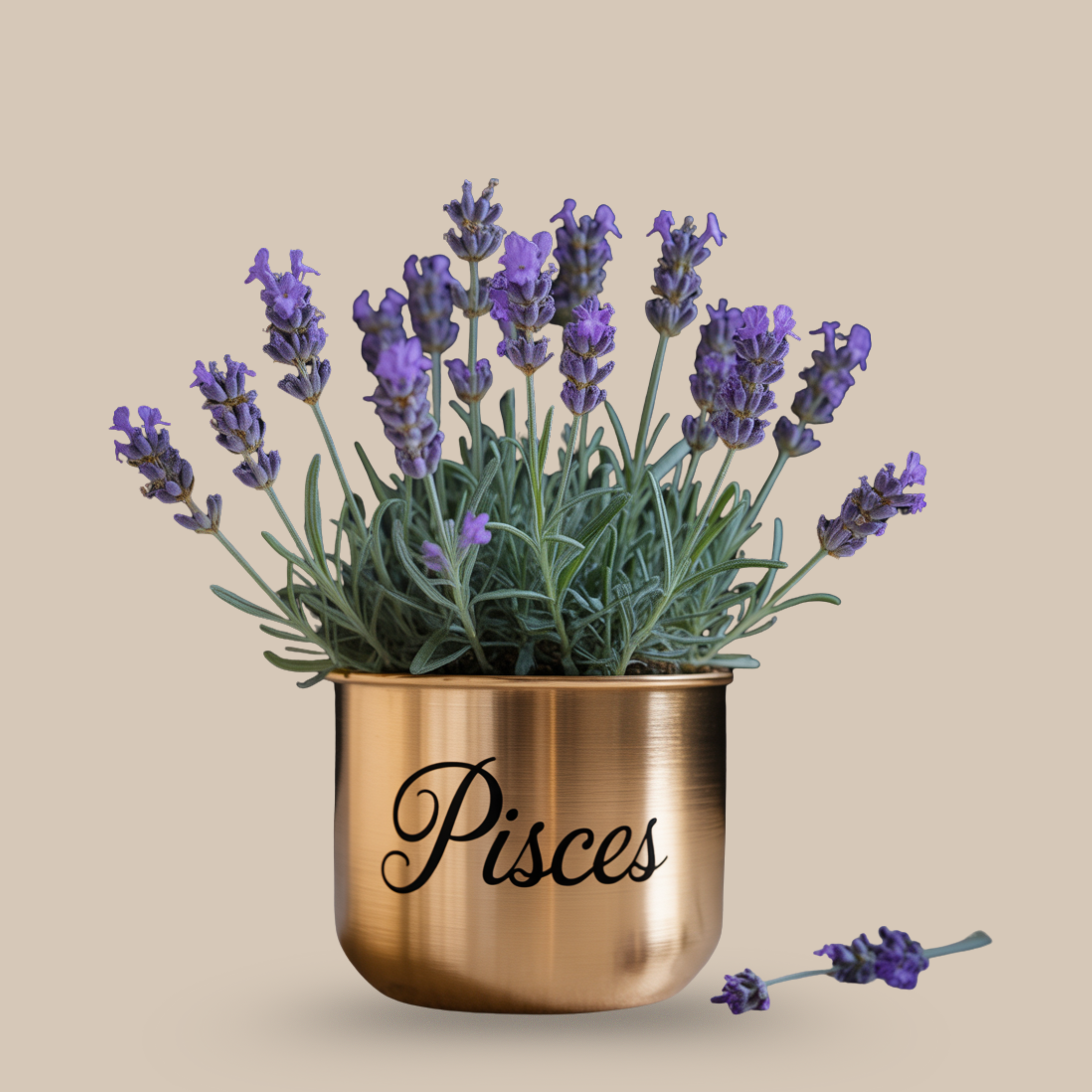 Lavender – Soothing and magical