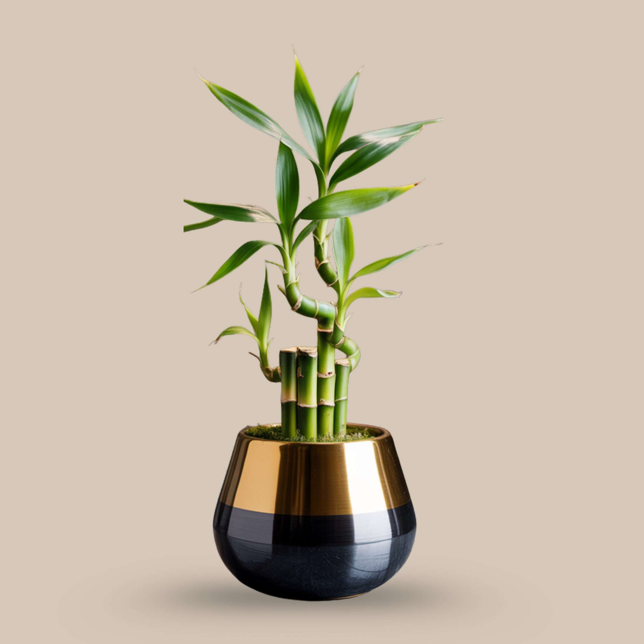 Bamboo Plant – Bold and expressive