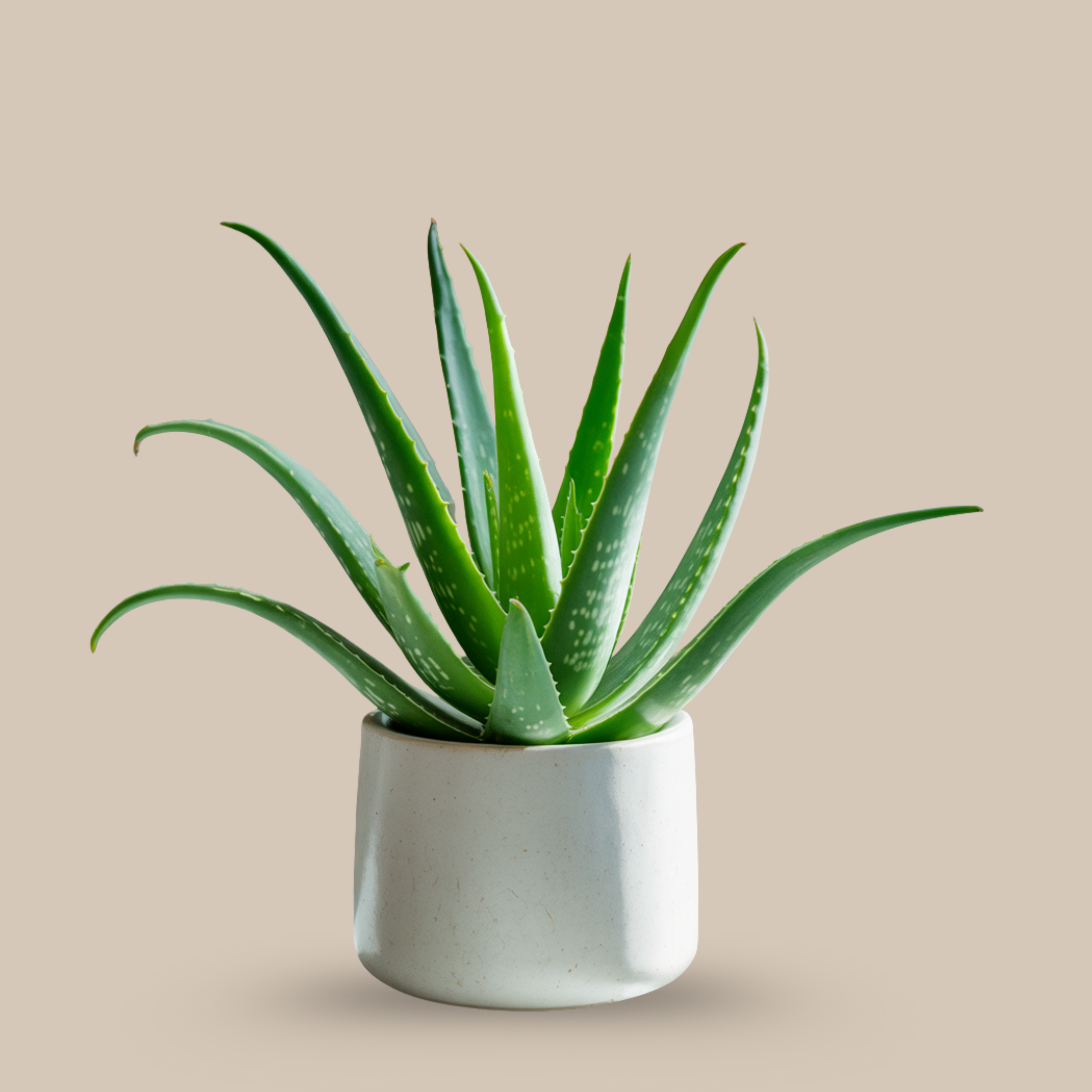 Aloe Vera – Healing innovation