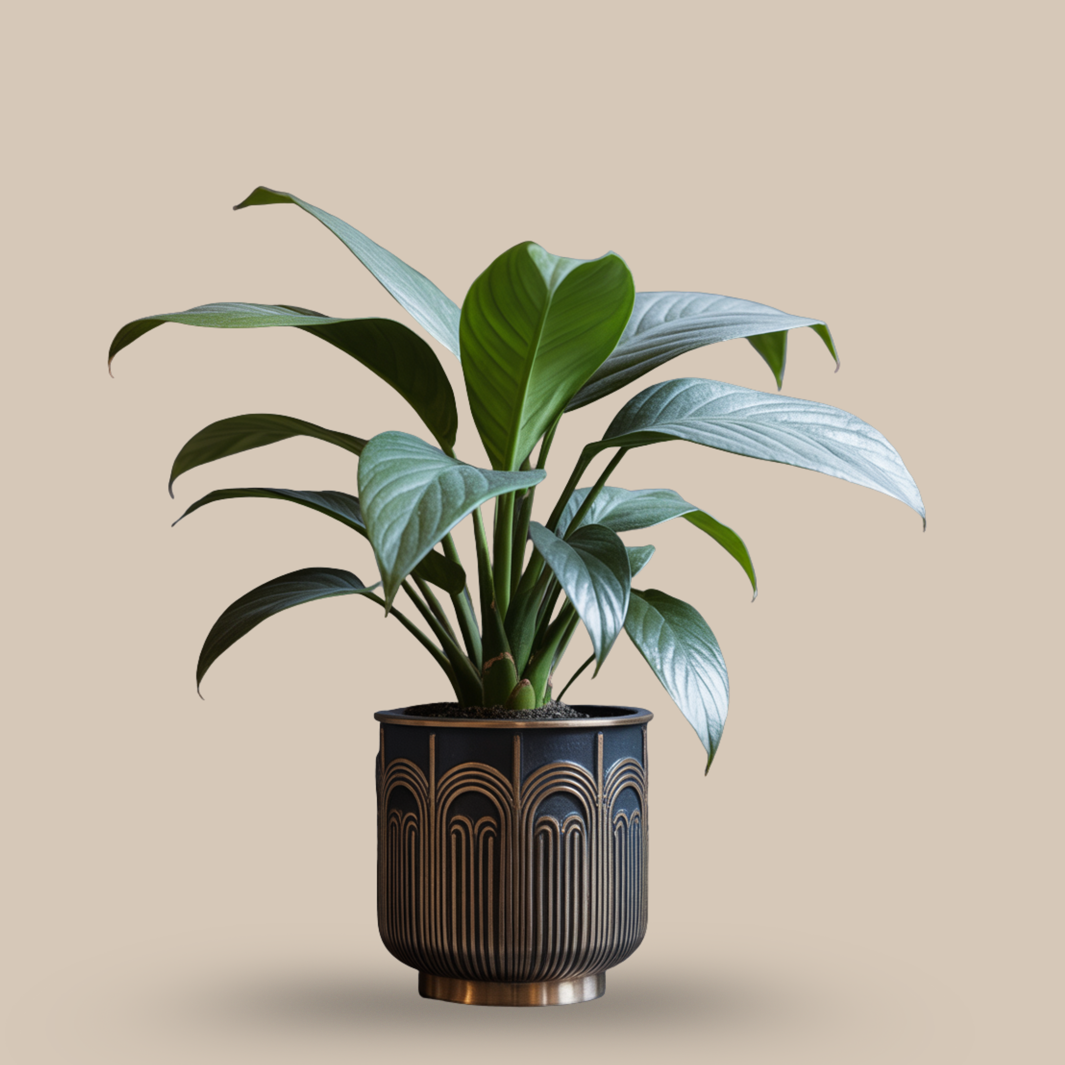 Cast Iron Plant – Resilient & mysterious
