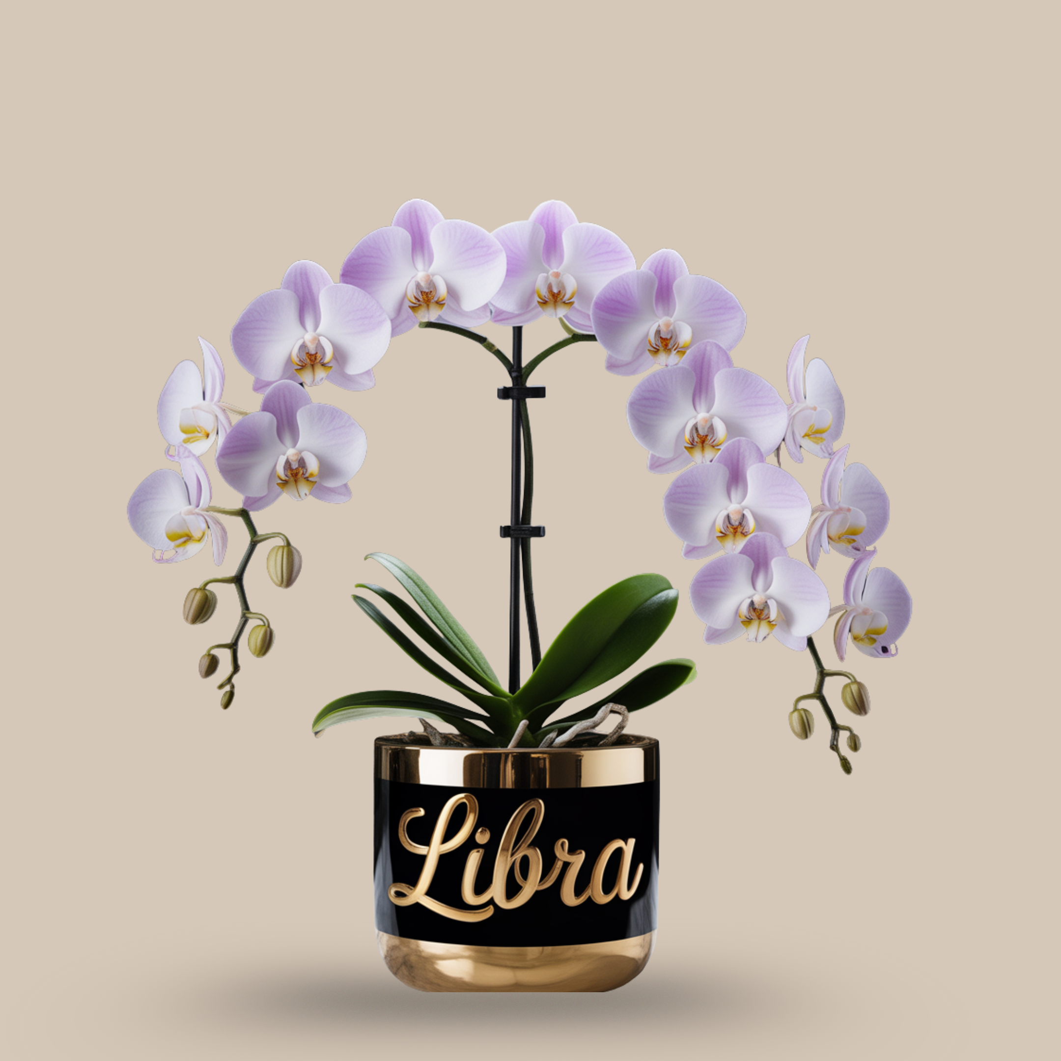 Phalaenopsis Orchid – Pure aesthetic charm