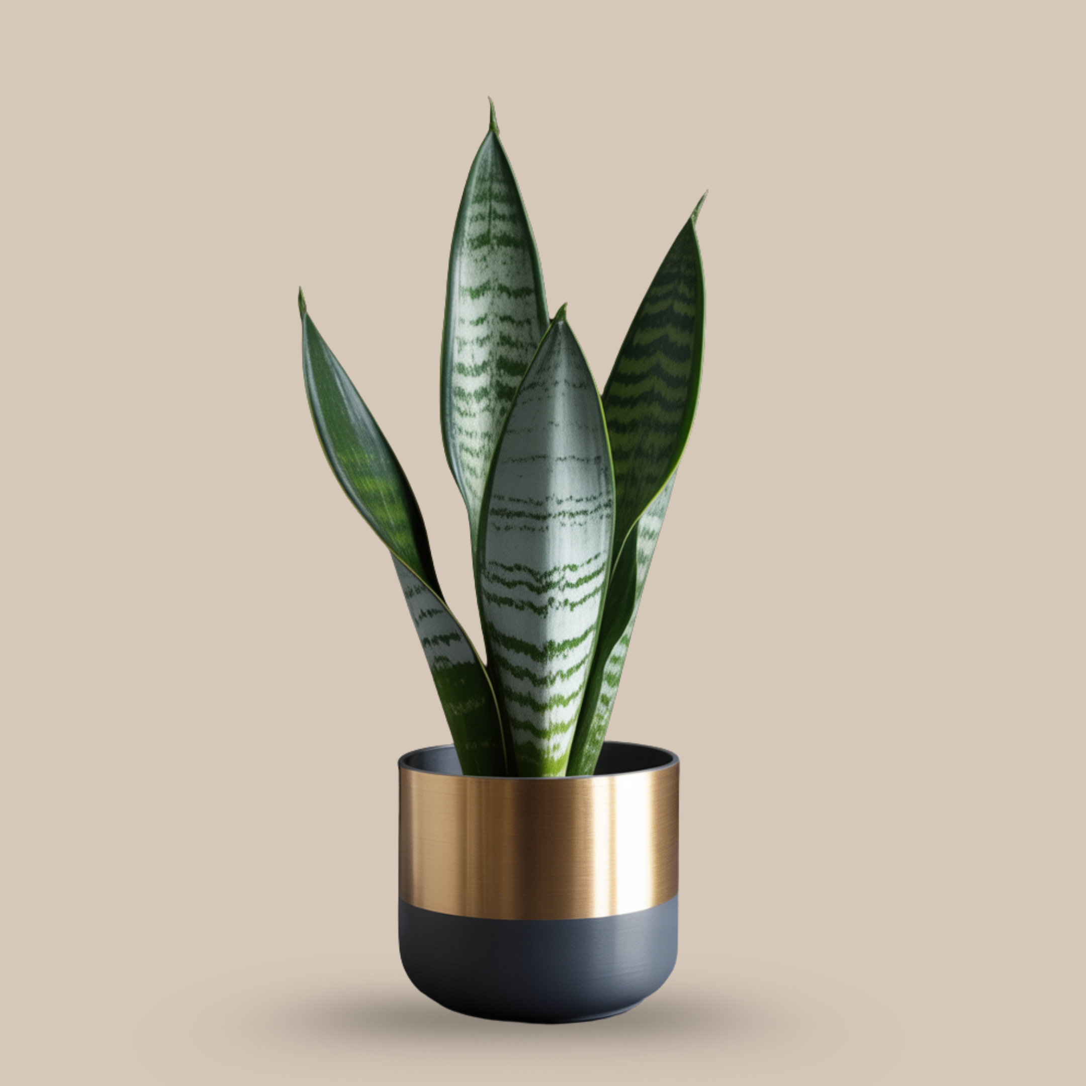 Sansevieria ‘Silver’ – Neat lines, strong energy