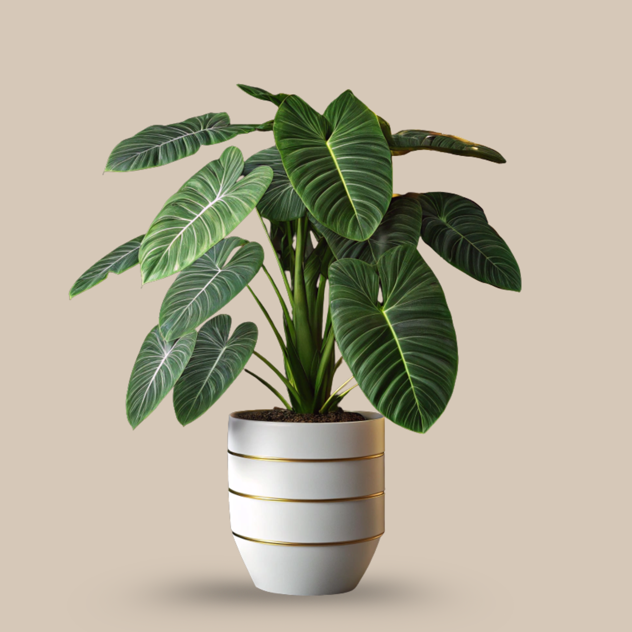 Alocasia Plant – Adaptive to change
