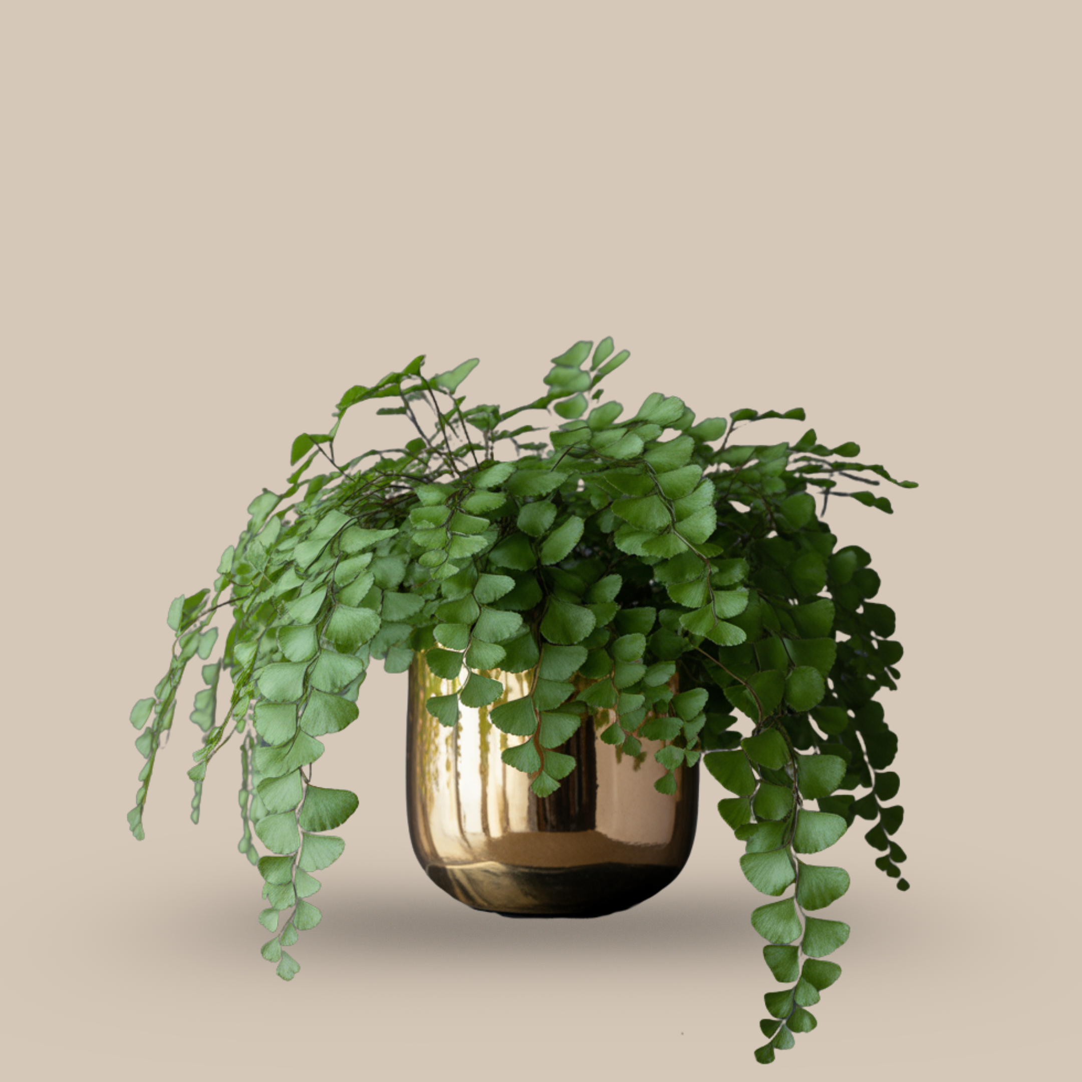 Maidenhair Fern – Delicate, mystical foliage