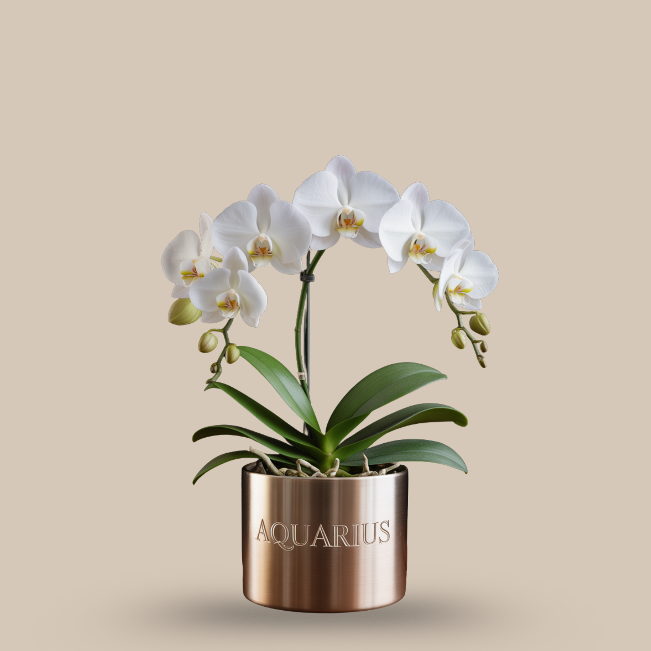 Orchid – Clean, intelligent energy
