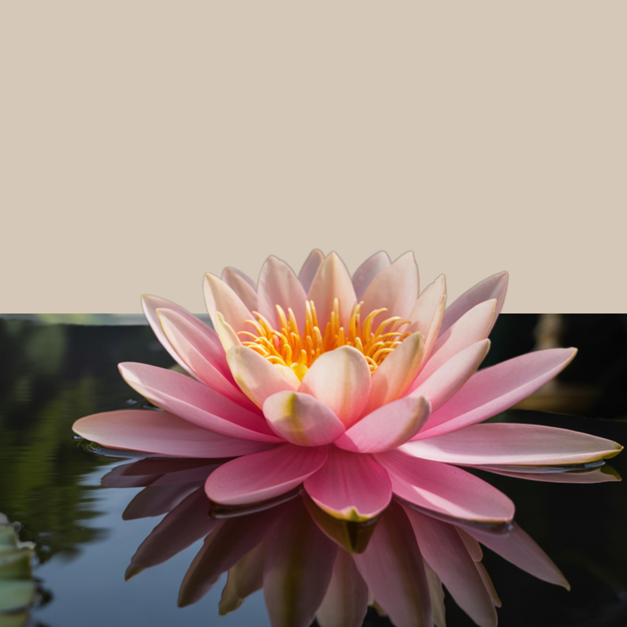 Water Lily – Emotional purity