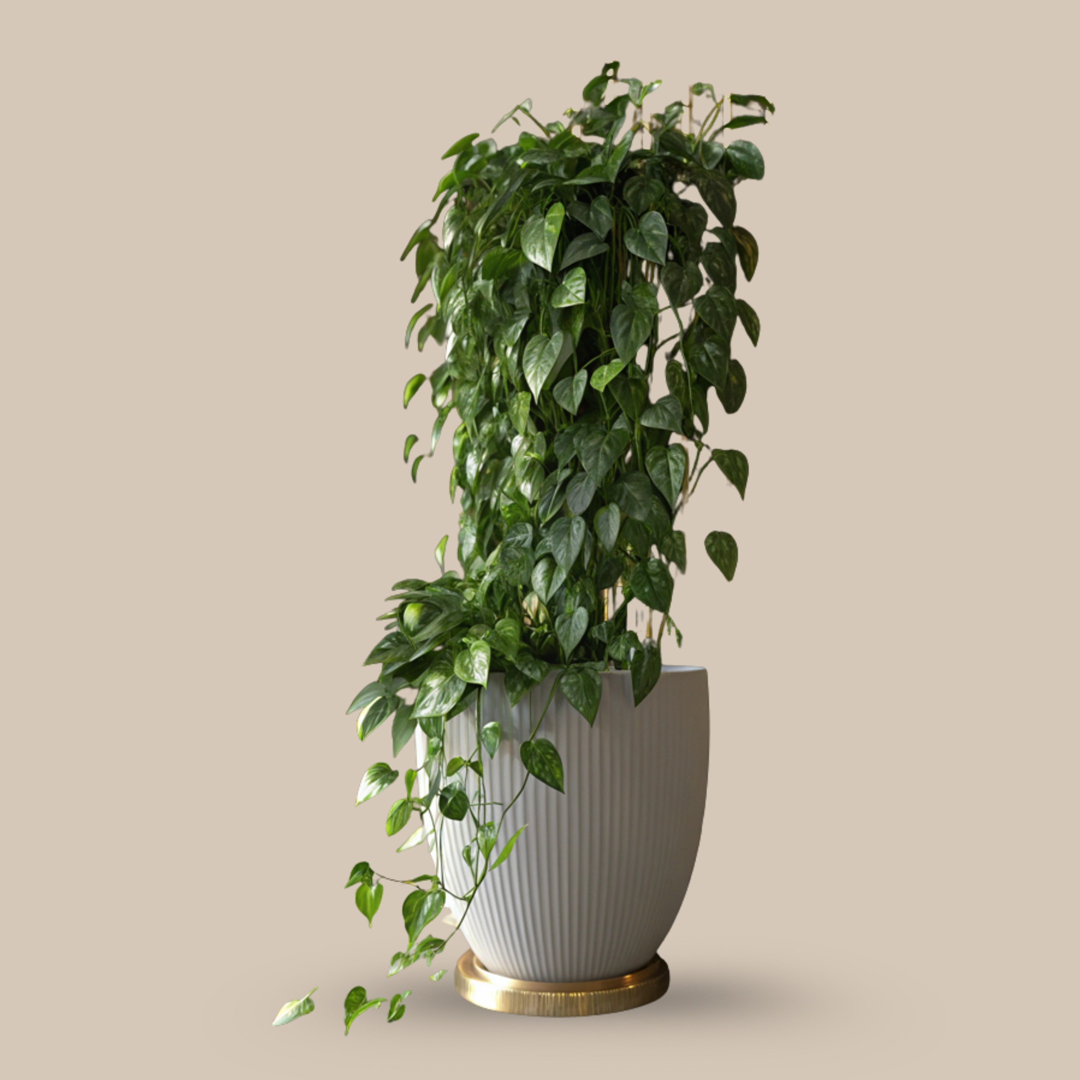 Pothos ‘Jade’ – Endlessly growing like your curiosity