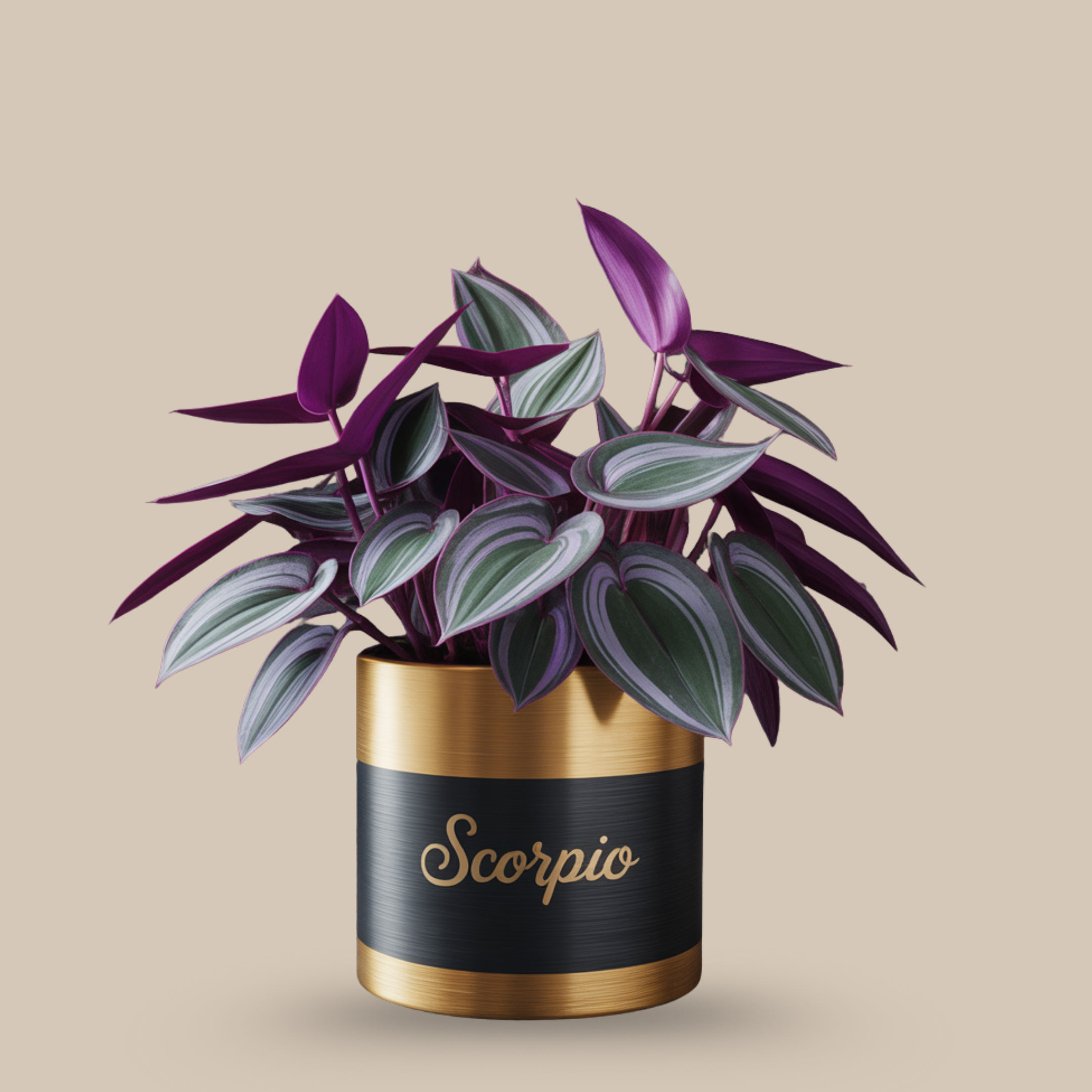 Tradescantia ‘Purple Heart’ – Dark beauty