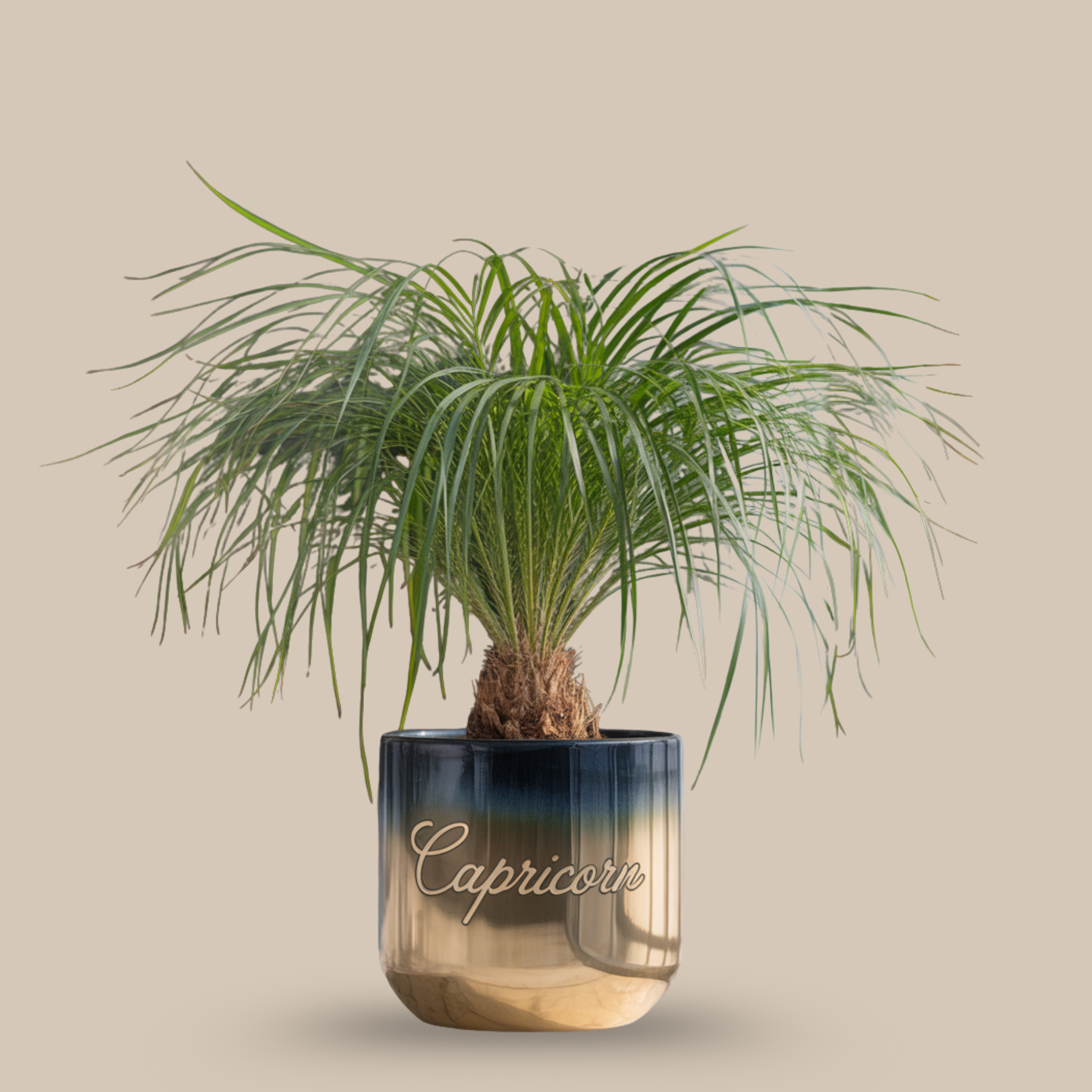 Ponytail Palm – Stylish, resilient, independent