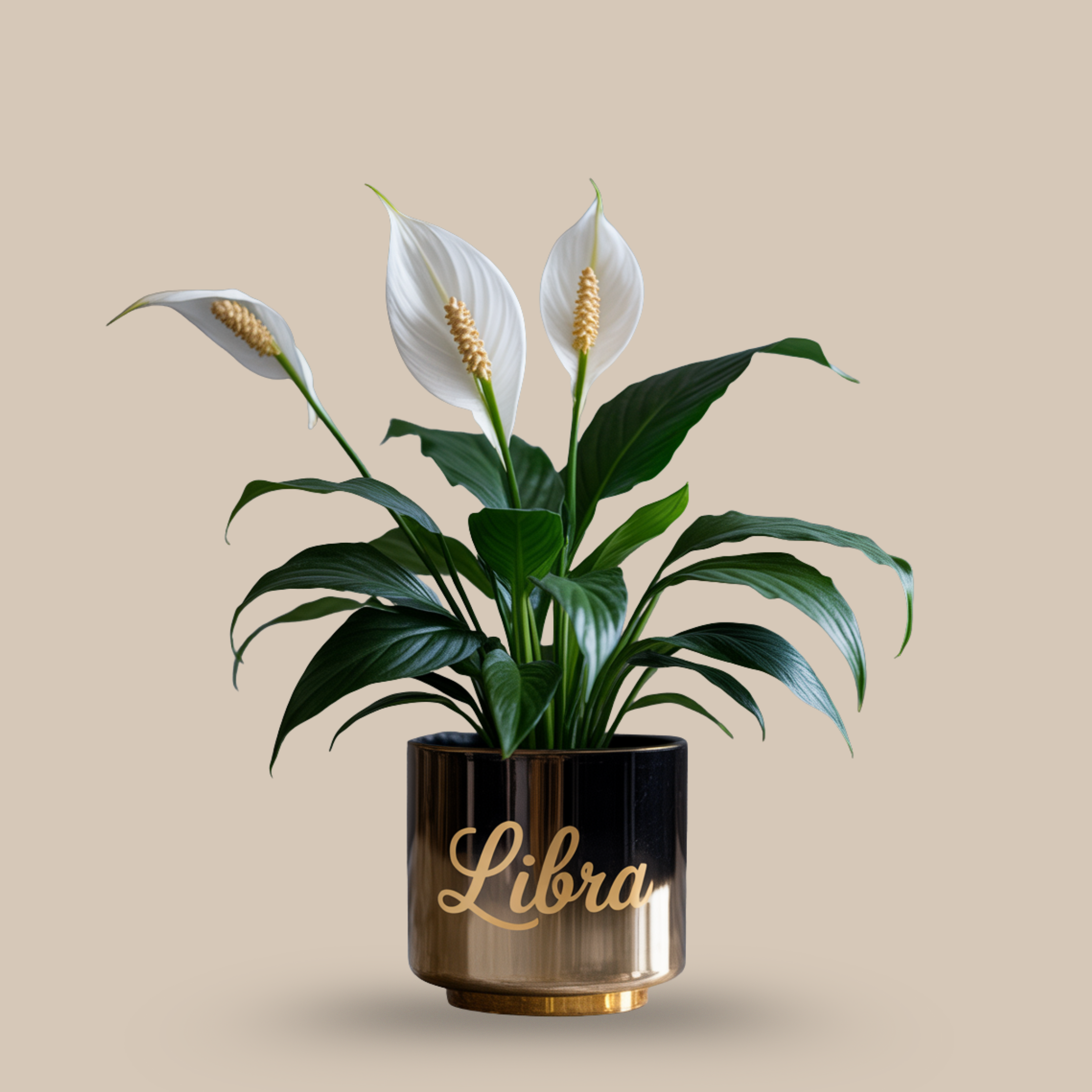 Peace Lily – Soft beauty & calm
