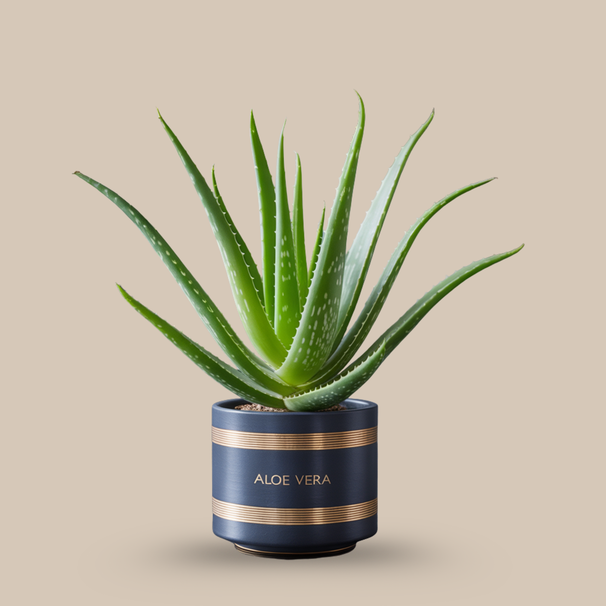 Aloe Vera – Healing and functional