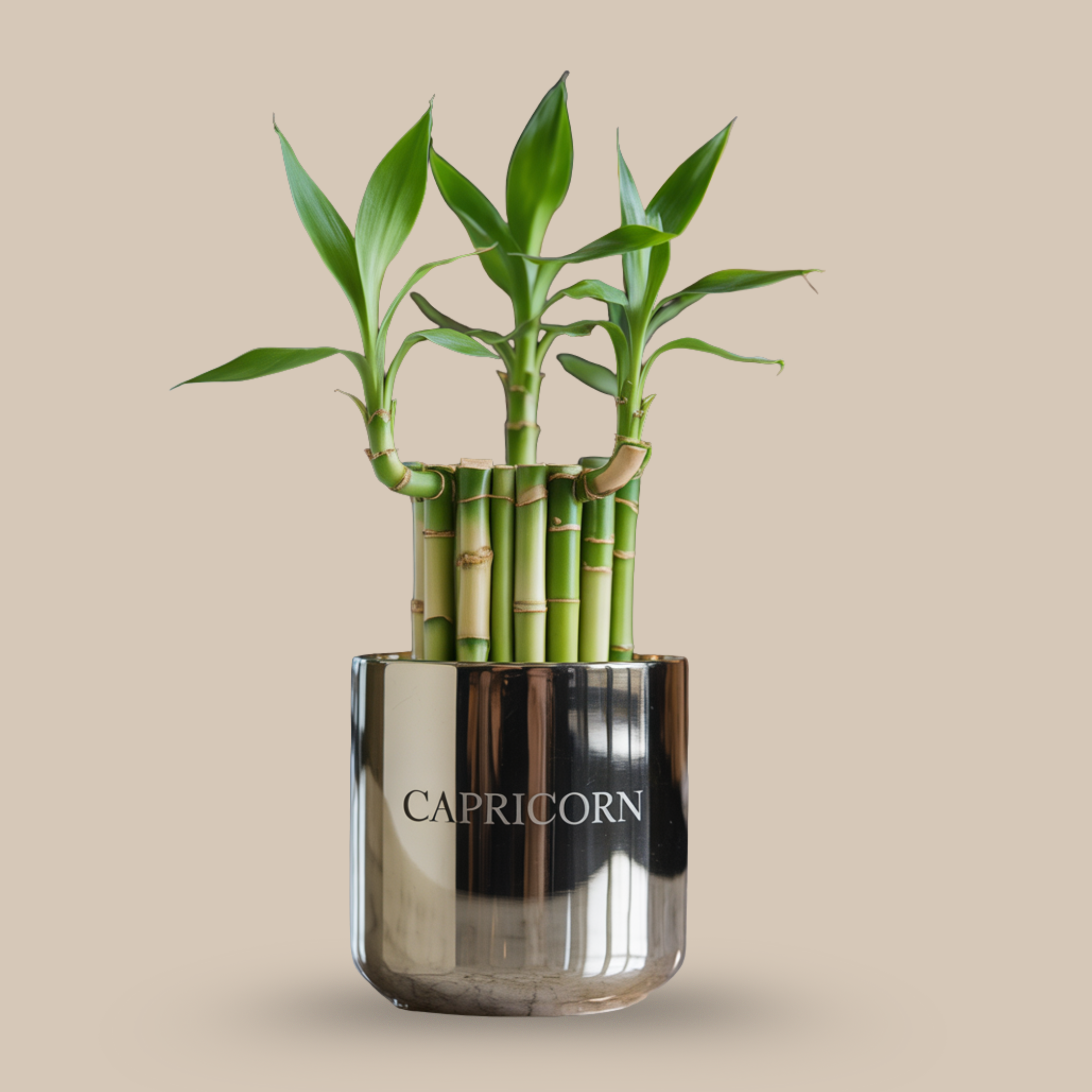Lucky Bamboo – Channel success with minimal care