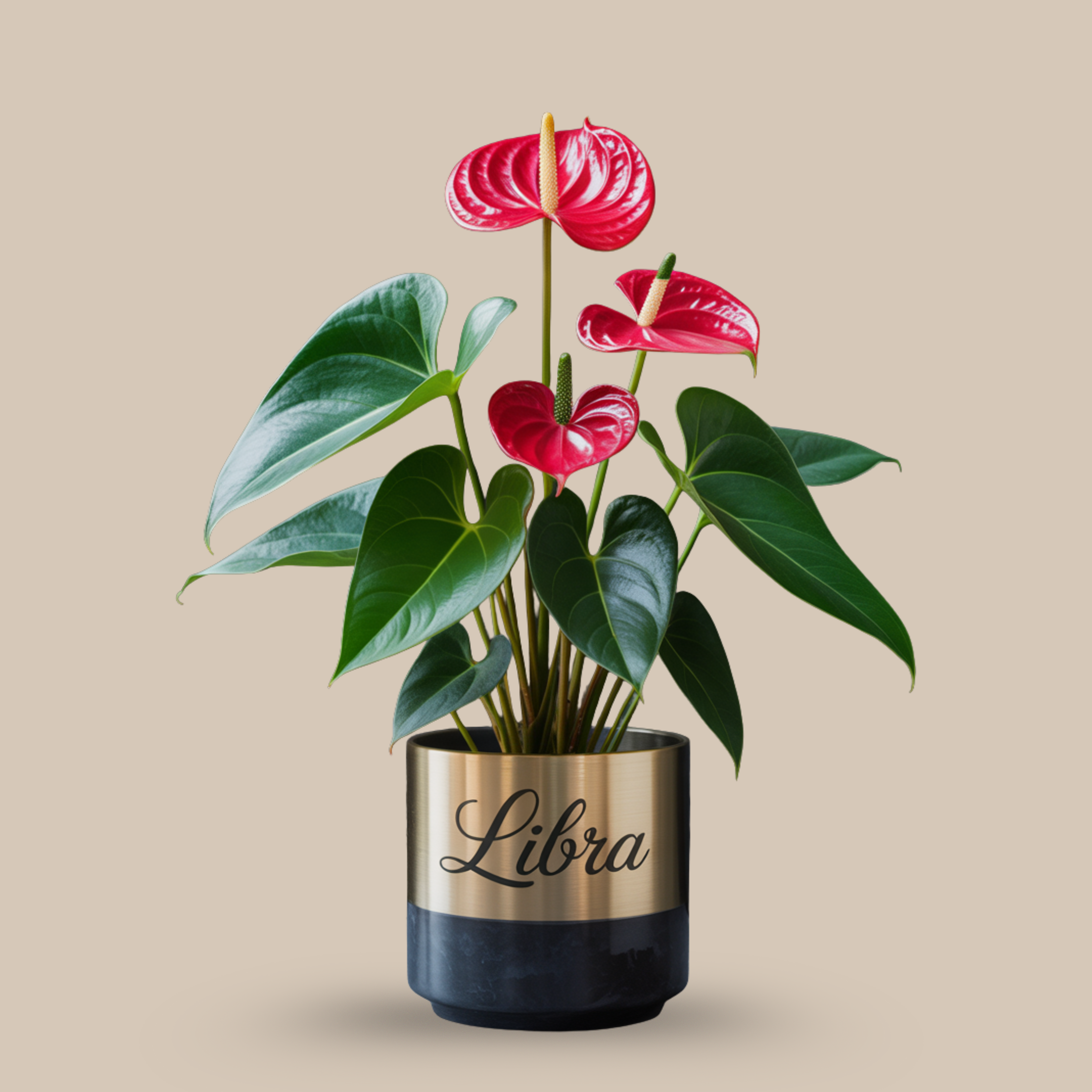 Anthurium ‘Fabulous’ – Heart-shaped bloom of love