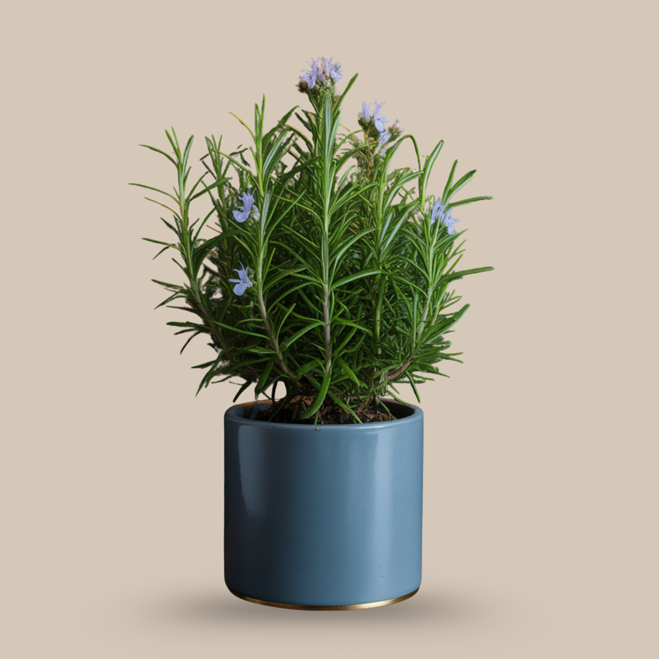 Rosemary – Fragrant and mentally stimulating