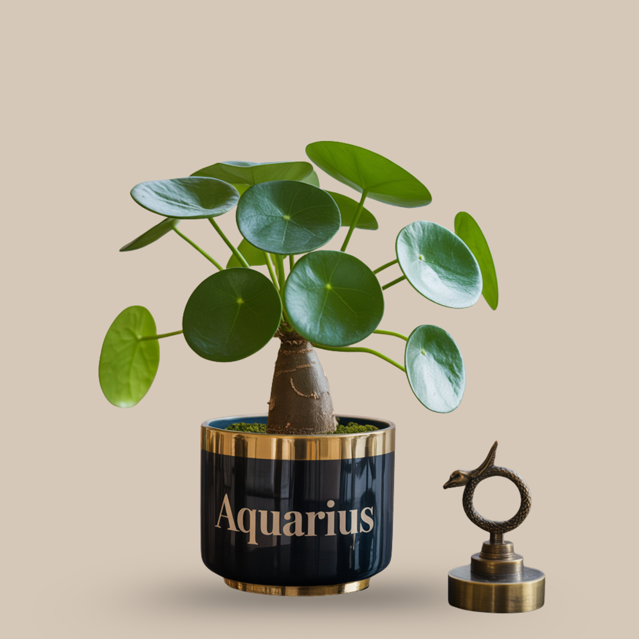 Pilea Peperomioides – Coin-shaped leaves = money & luck