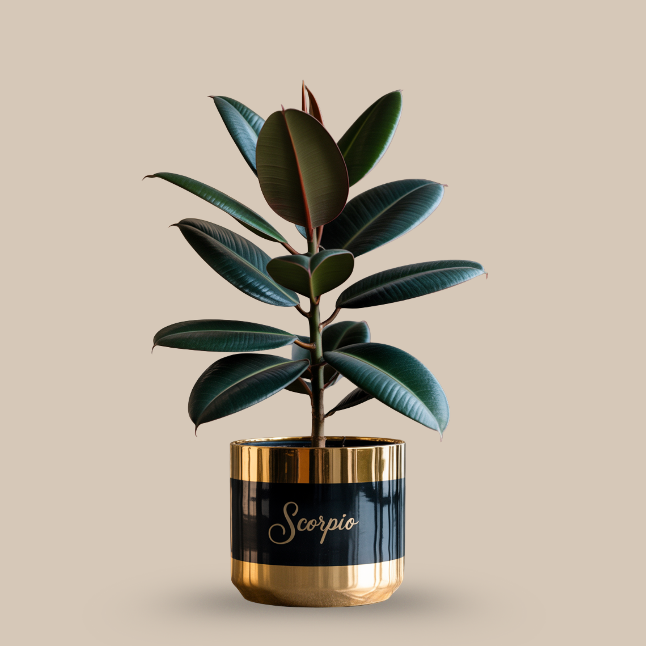 Rubber Plant – Rich foliage, deep roots