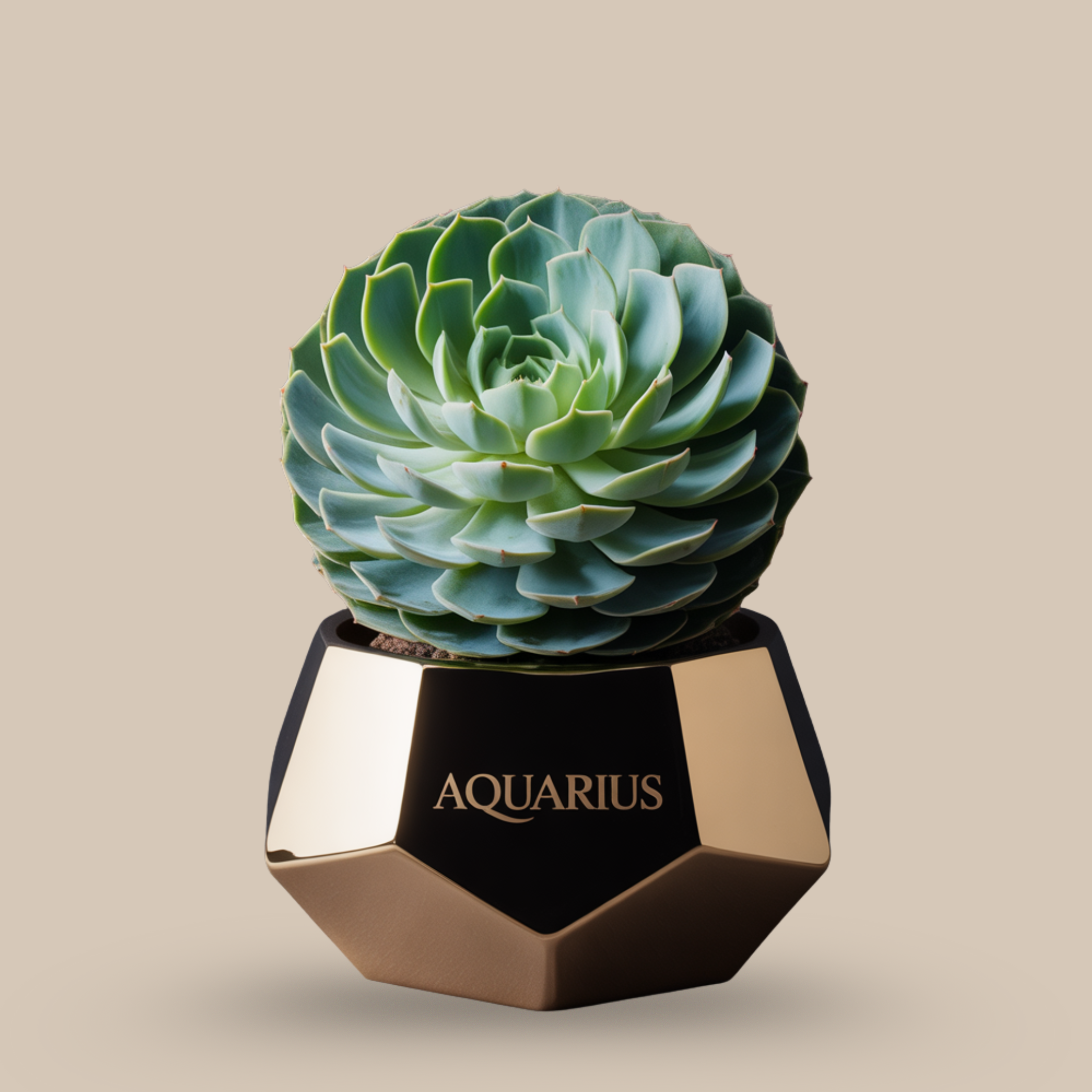 Echeveria Succulent Orb – Alien elegance