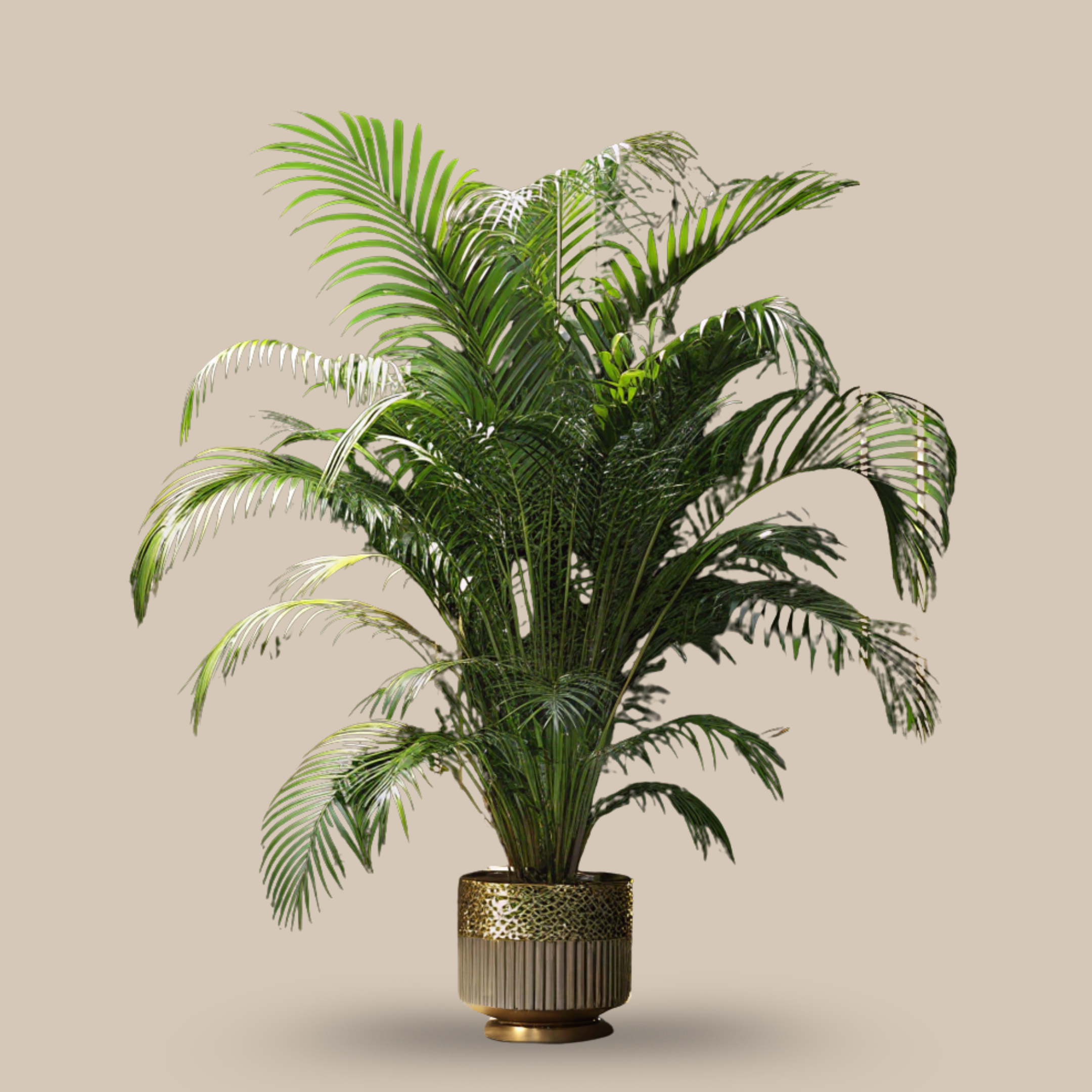 Areca Palm – Airy, graceful vibes