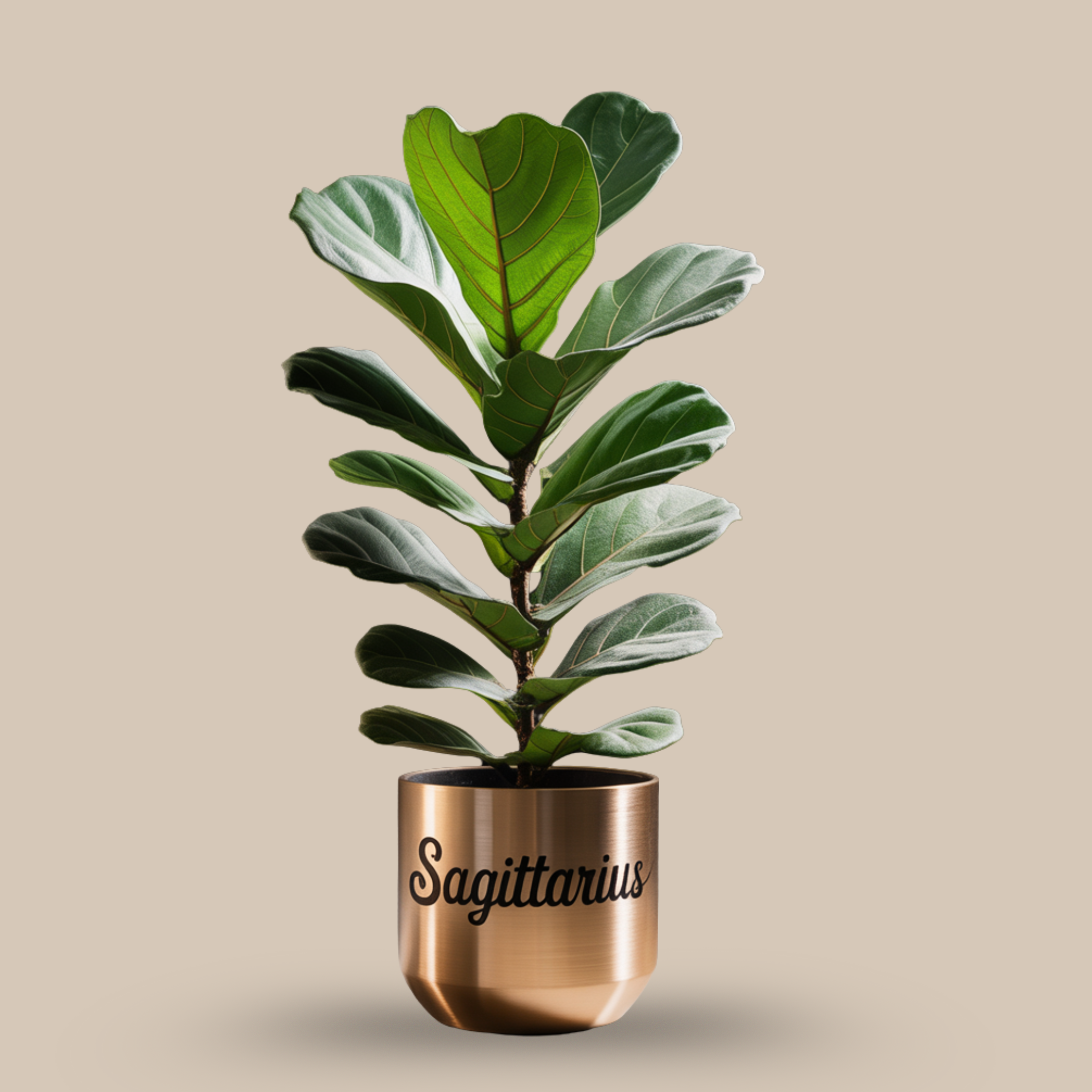 Fiddle Leaf Fig – Big-leaf explorer energy