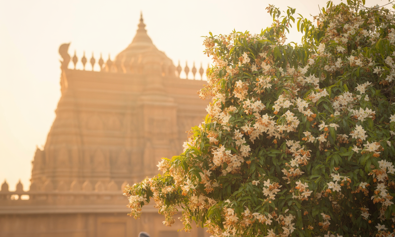 Parijat (Night Jasmine) – The Flower of Ether & Divine Dreams