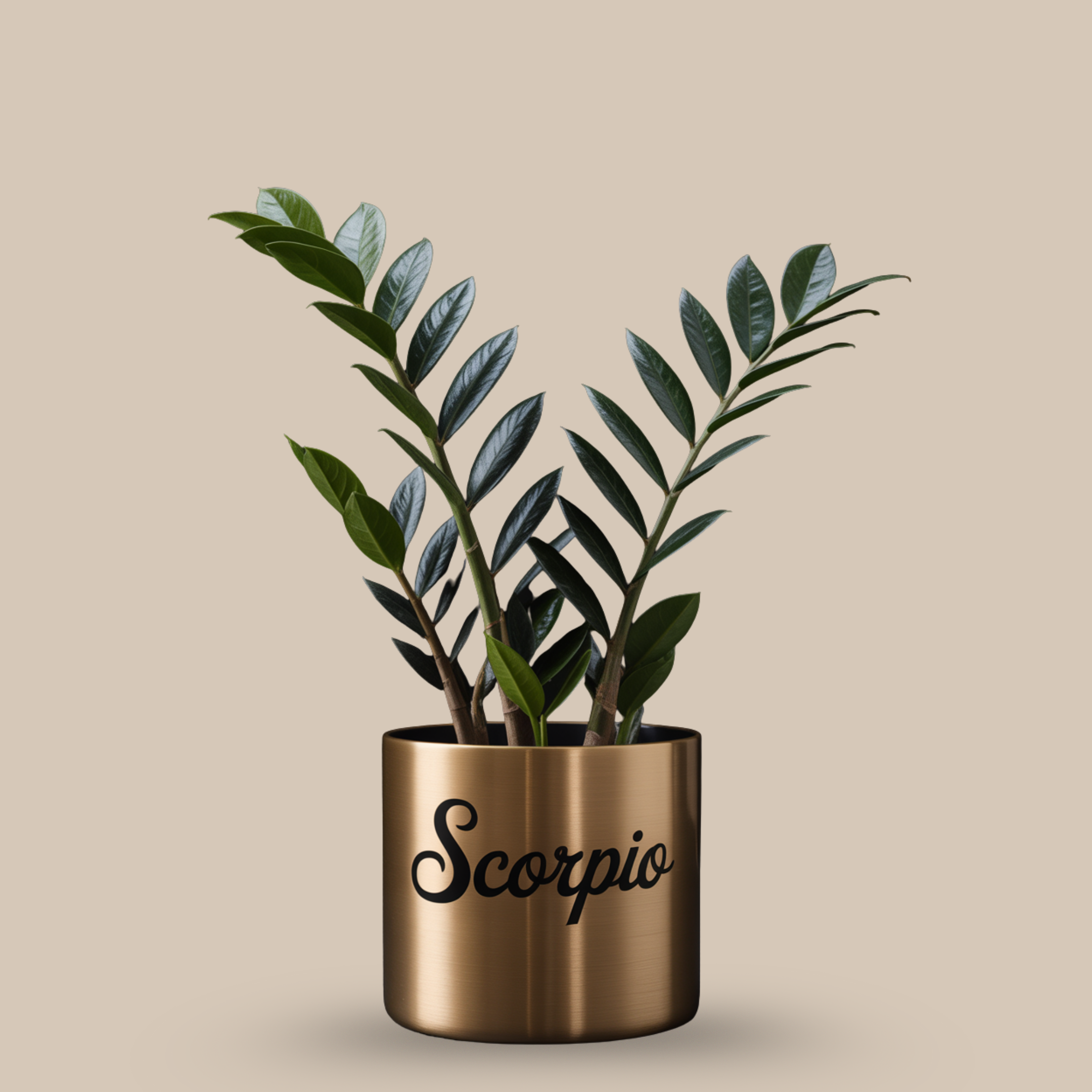 Black ZZ Plant – Rare and symbolic