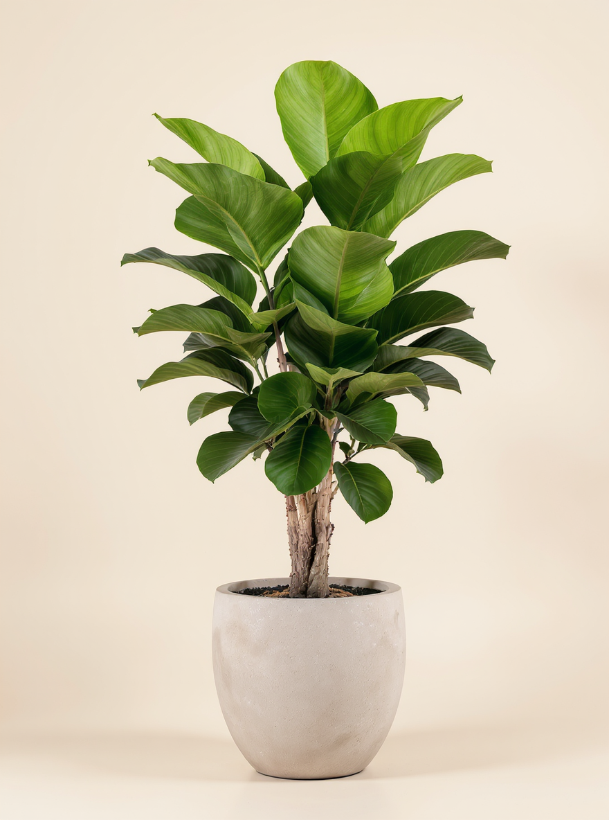 Fiddle Leaf Fig – The Instagram-Famous Plant of Balance & Boldness