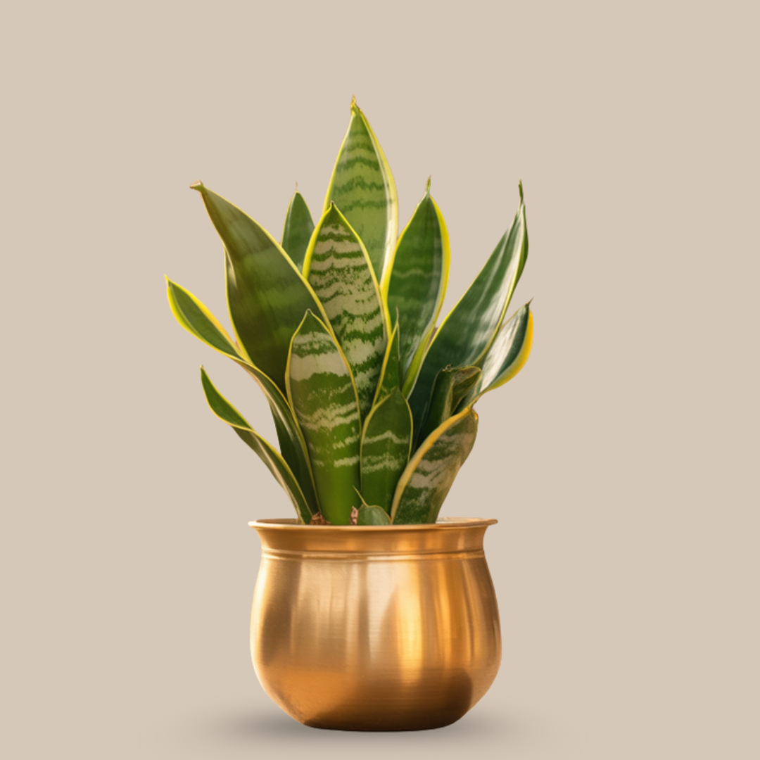 Snake Plant – Earth Element of Stability & Protection