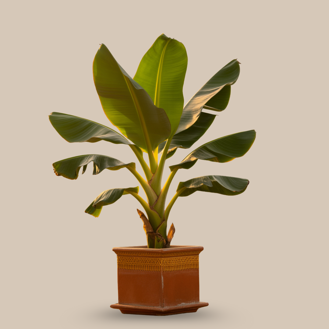 Banana Plant – The Tree of Purity, Rituals & Prosperity