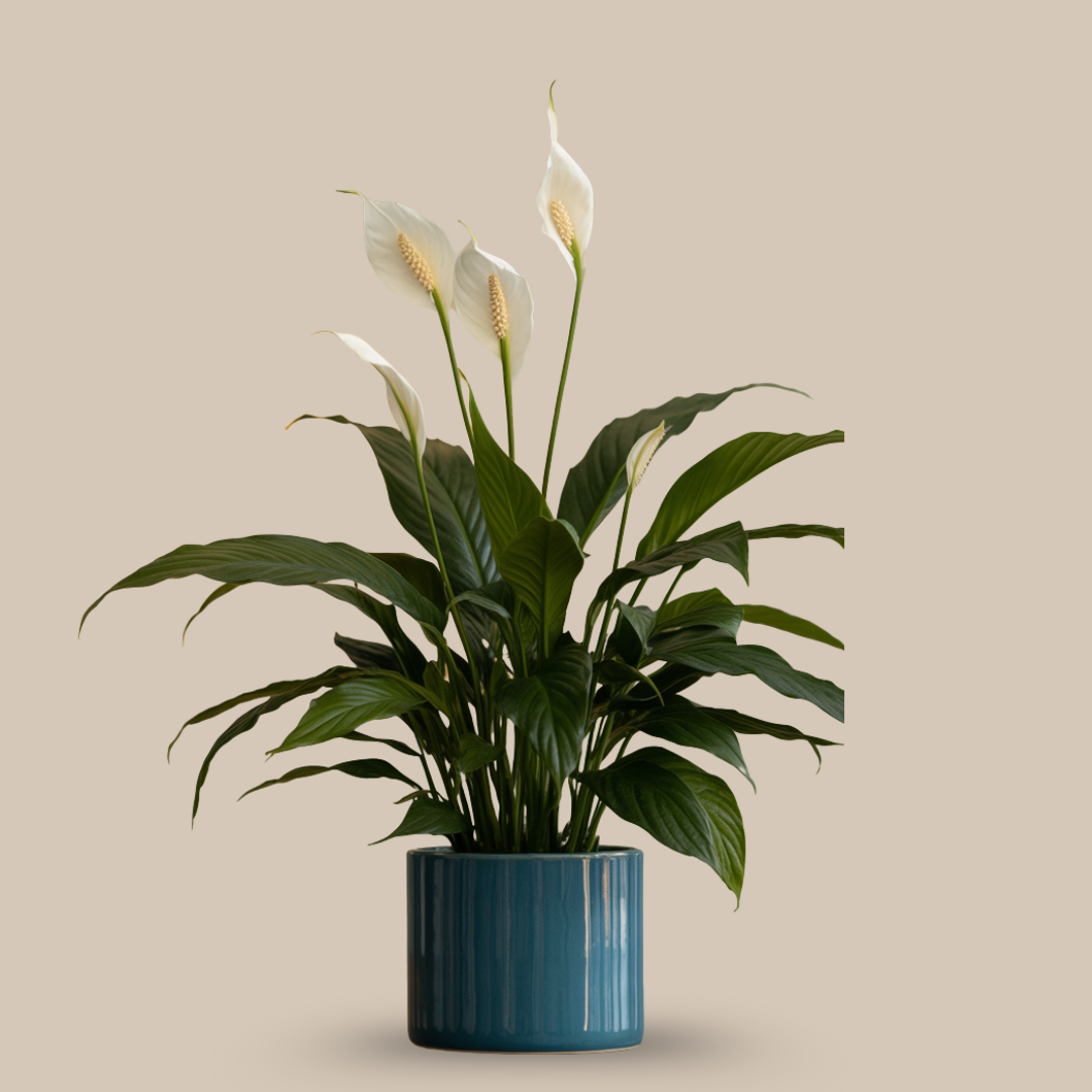 Peace Lily – The Flower of Emotional Calm & Feminine Energy